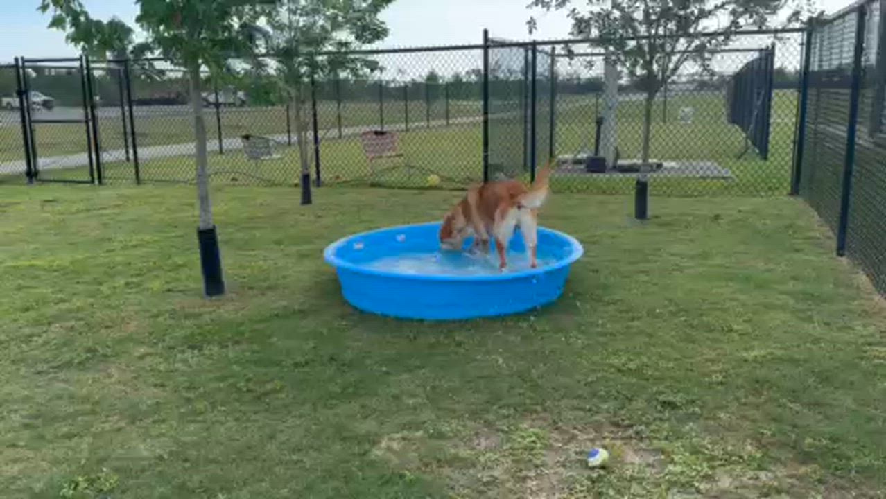 Enlarge MARSHMELLOW, an adopted mixed breed in Lynn Haven, FL video 2/4