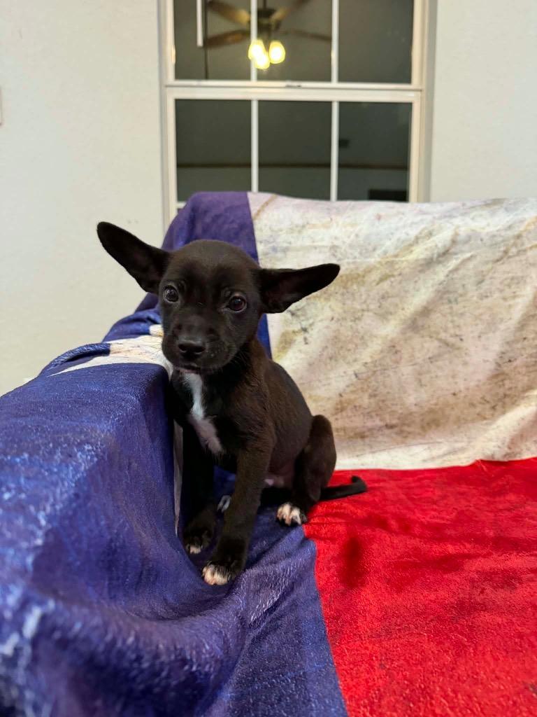 Jack, Adoptable, Puppy Male Chihuahua & Corgi.