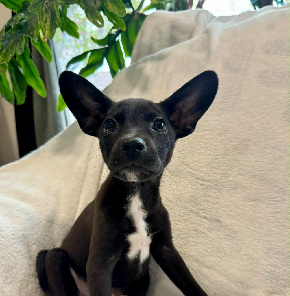 Enlarge Jack, a Adoptable mixed breed in Bristol, WI image 2/6