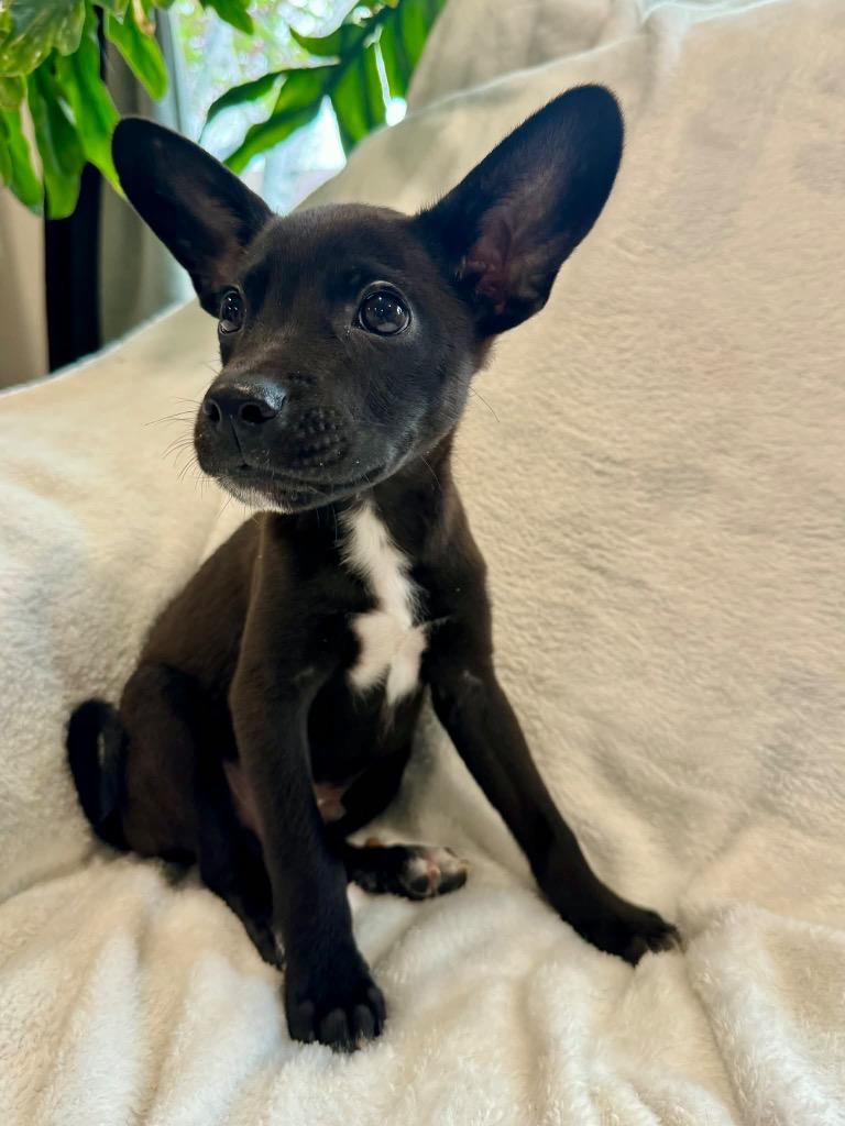 Enlarge Jack, a Adoptable mixed breed in Bristol, WI image 4/6