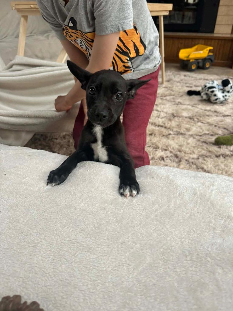 Enlarge Jack, a Adoptable mixed breed in Bristol, WI image 5/6