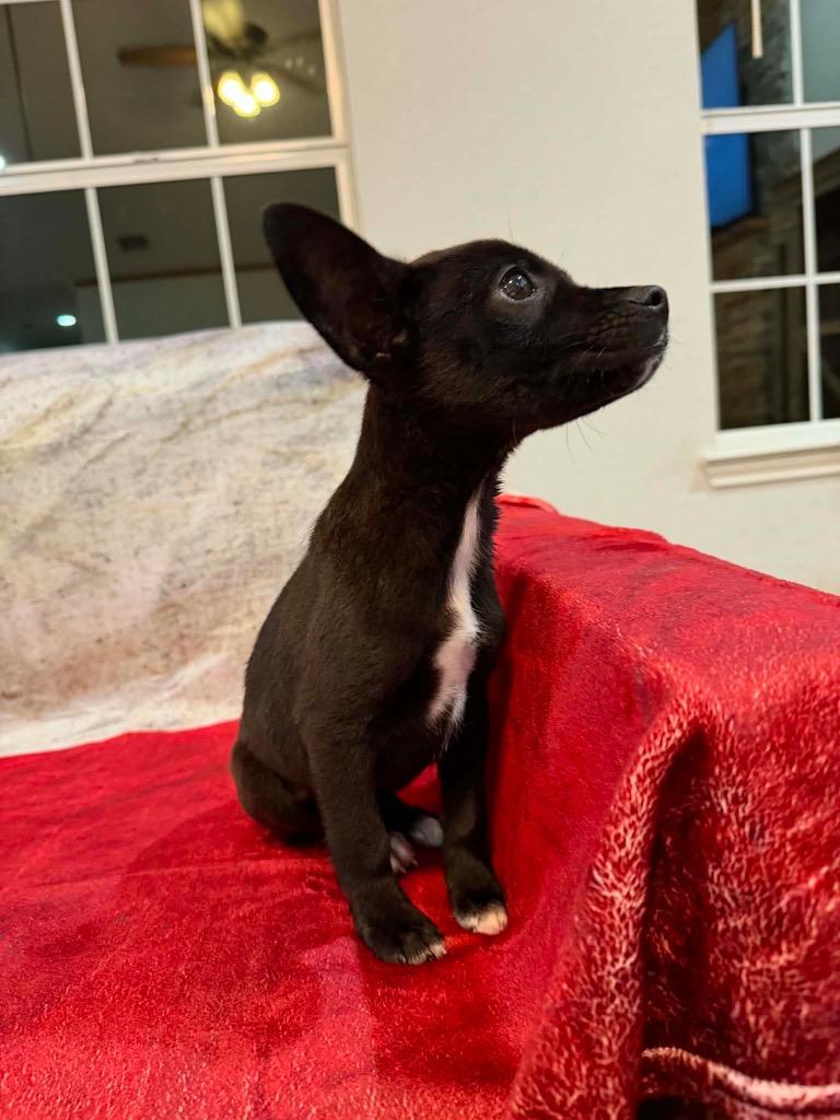 Enlarge Jack, a Adoptable mixed breed in Bristol, WI image 6/6
