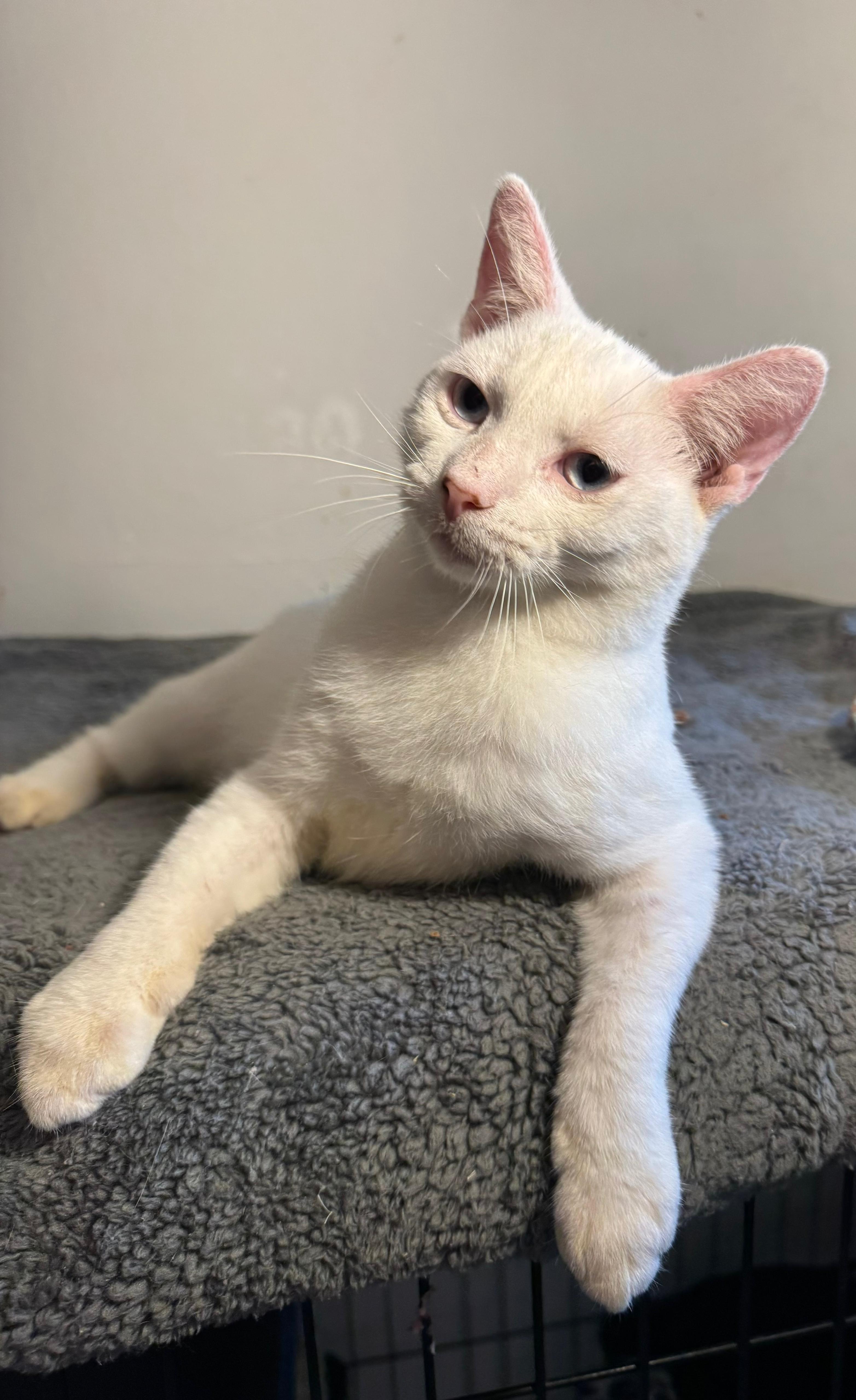 Orzo (Snuggle Buddy!)