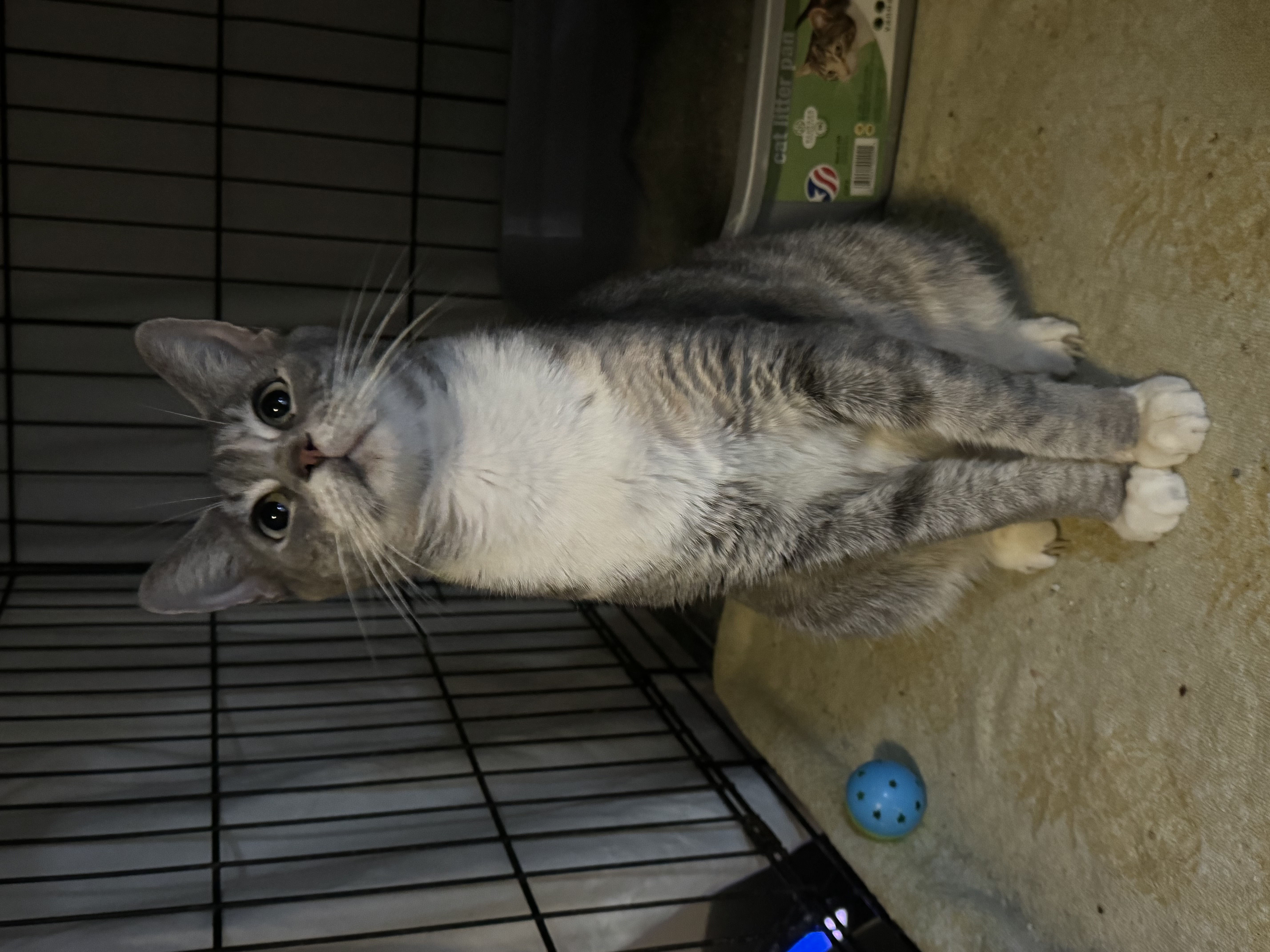 Enlarge Betsy, a Adoptable Domestic Short Hair in Lauderhill, FL image 1/2