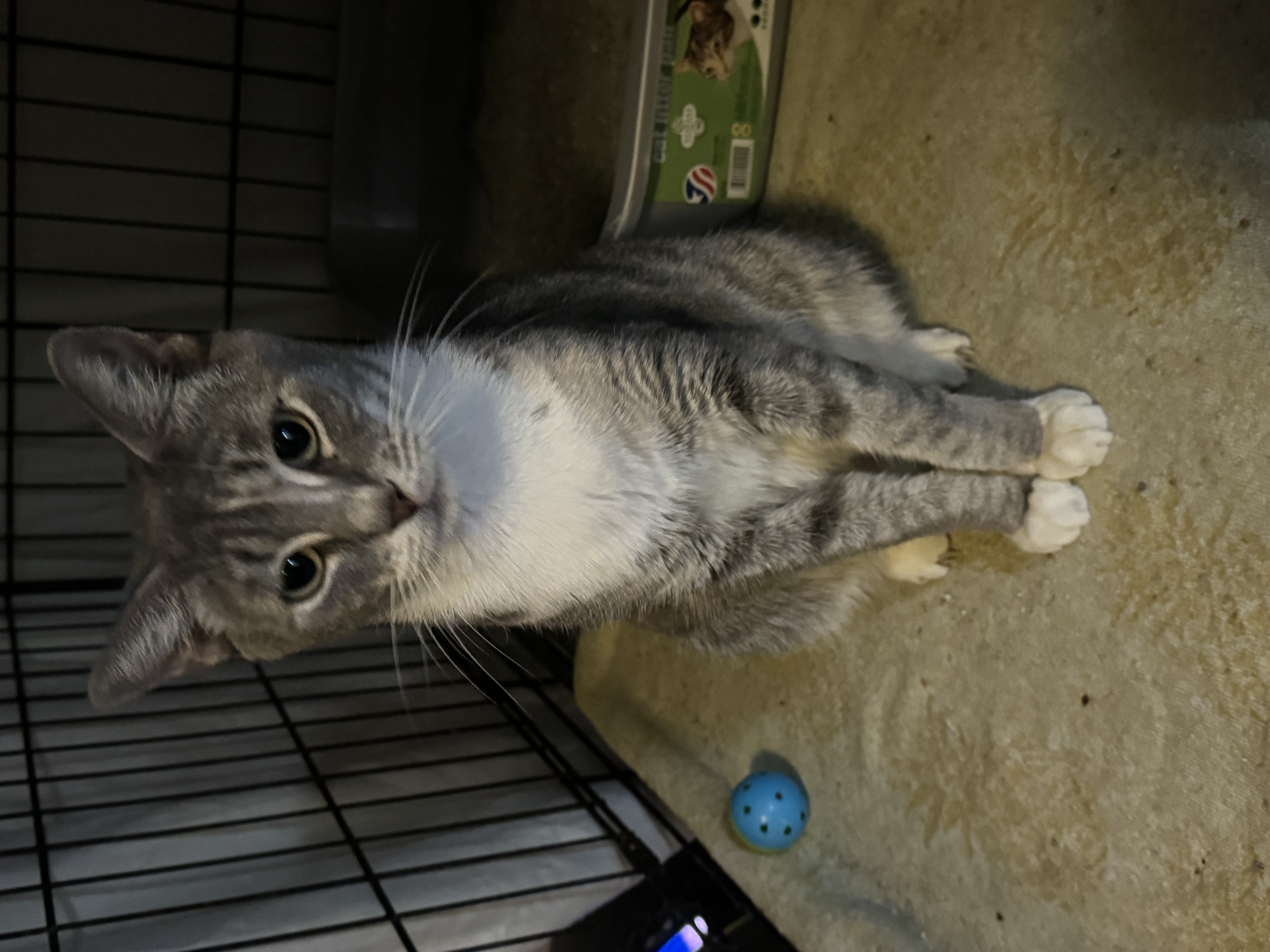 Enlarge Betsy, a Adoptable Domestic Short Hair in Lauderhill, FL image 2/2