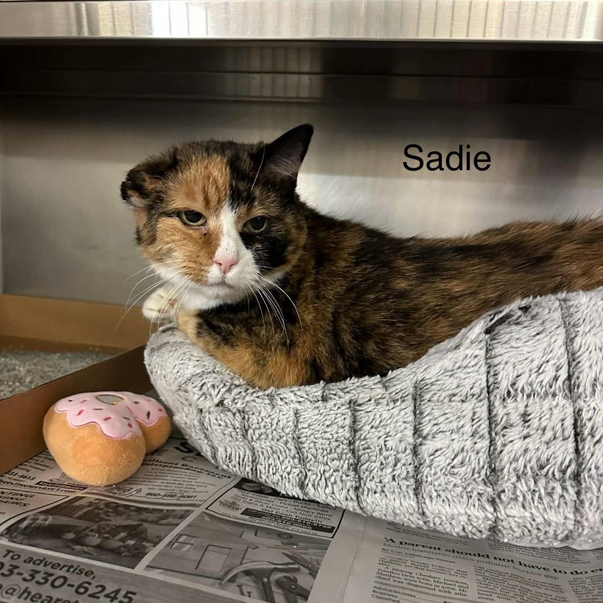 Sadie, ADOPTABLE, Senior Female Domestic Short Hair.
