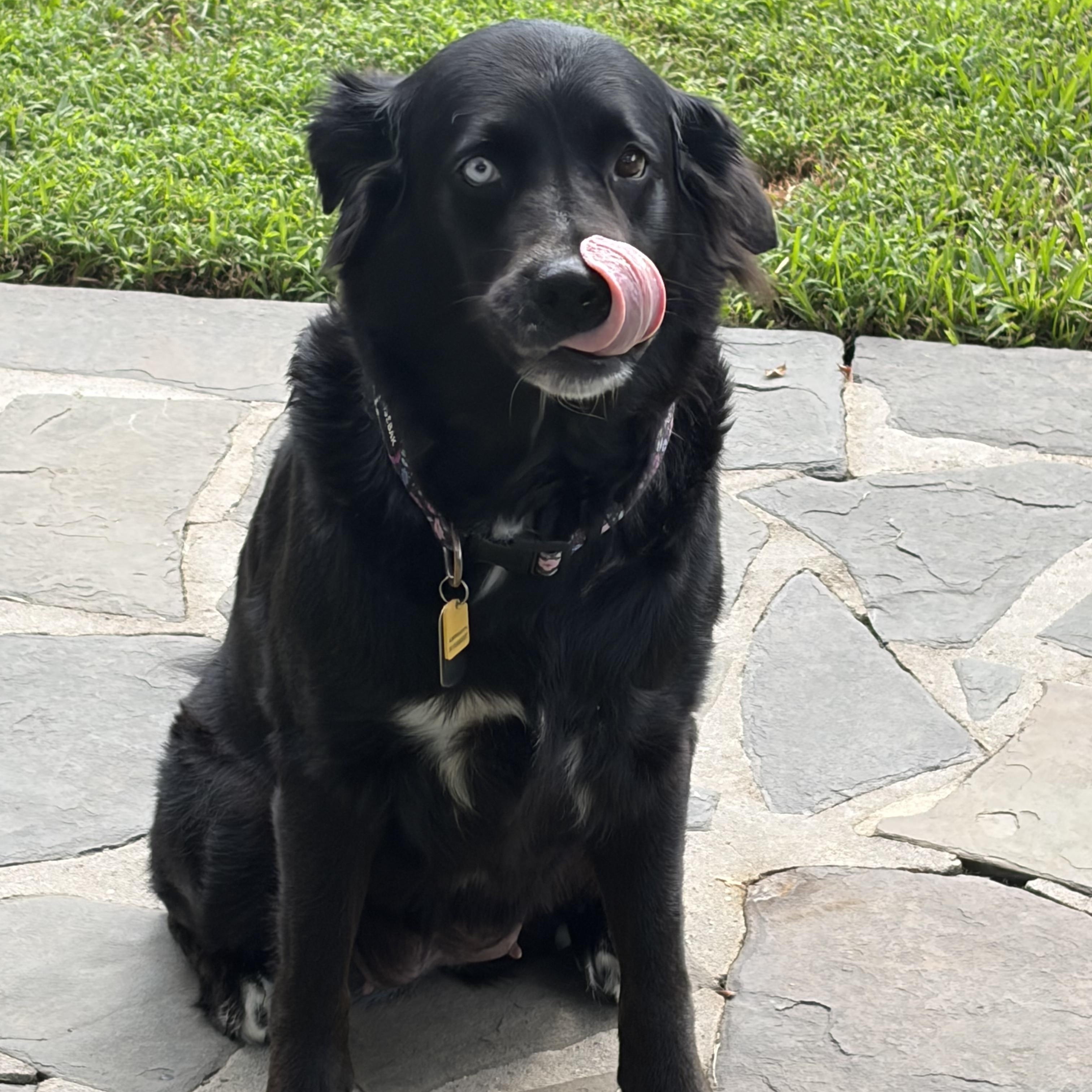 Enlarge Moonie, a Adoptable mixed breed in New Orleans, LA image 3/4