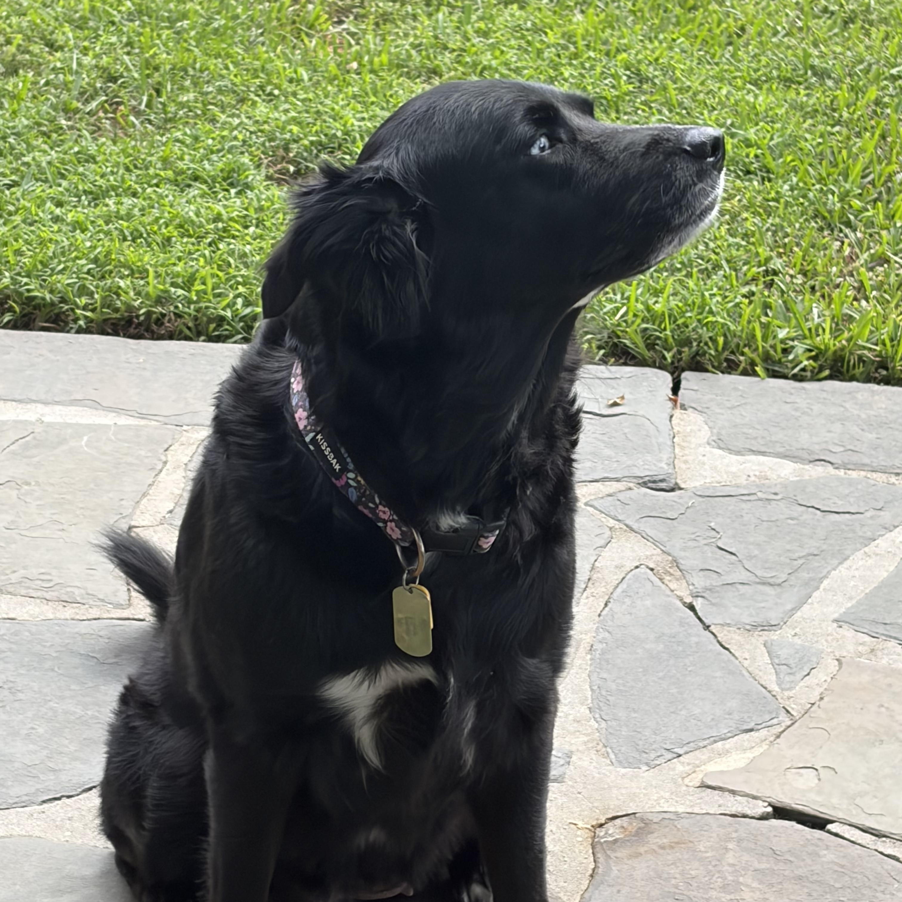 Enlarge Moonie, a Adoptable mixed breed in New Orleans, LA image 4/4