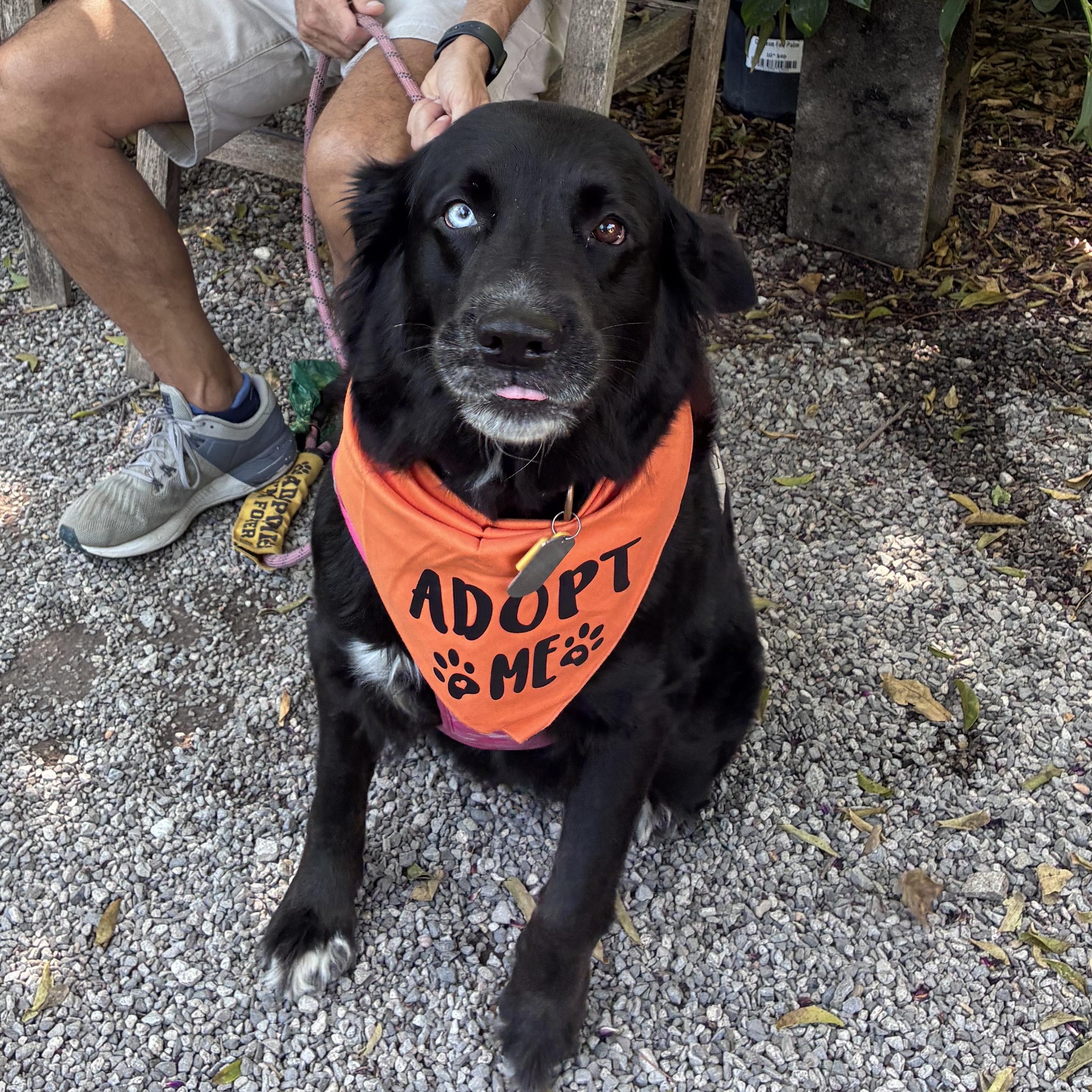 Enlarge Moonie, a Adoptable mixed breed in New Orleans, LA image 2/4
