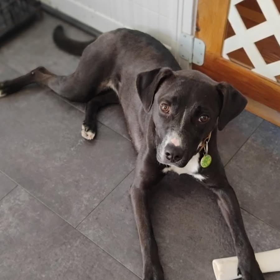 Cara, Adoptable, Young Female Labrador Retriever & Terrier.