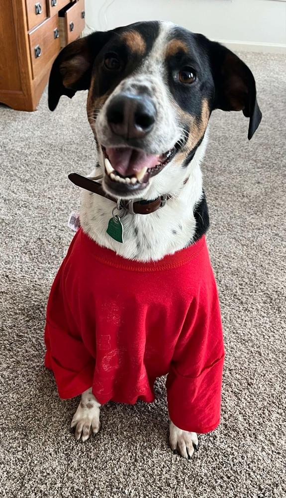 Jake - Fostered in Omaha, a Adoptable mixed breed in Shawnee Mission, KS image 1/6