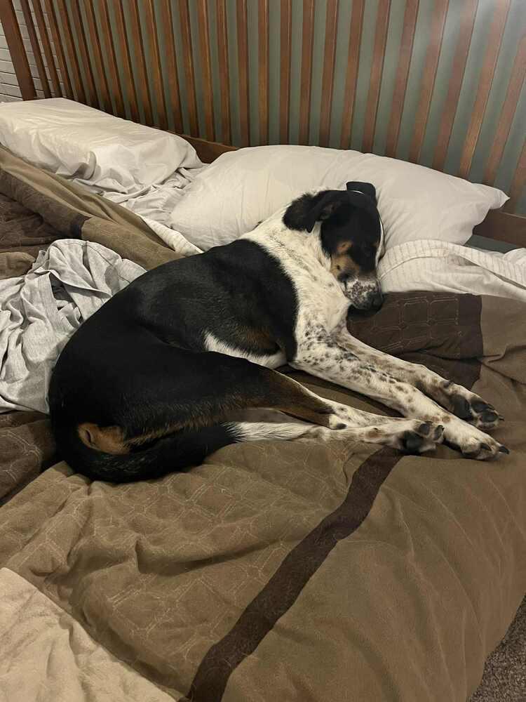Jake - Fostered in Omaha, Adoptable, Adult Male Beagle & Coonhound.