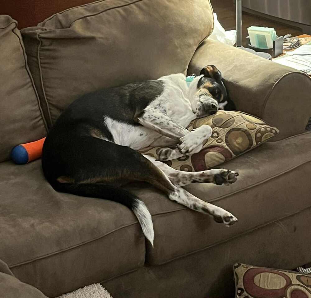 Jake - Fostered in Omaha, a Adoptable mixed breed in Shawnee Mission, KS image 3/6