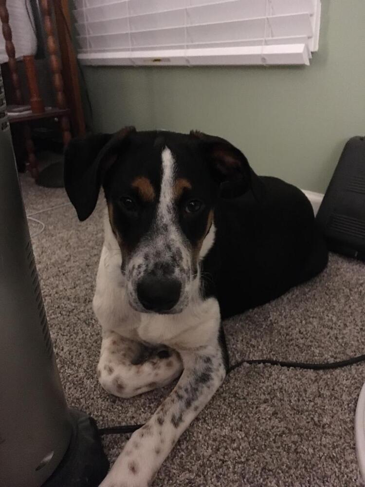 Enlarge Jake - Fostered in Omaha, a Adoptable mixed breed in Shawnee Mission, KS image 2/4