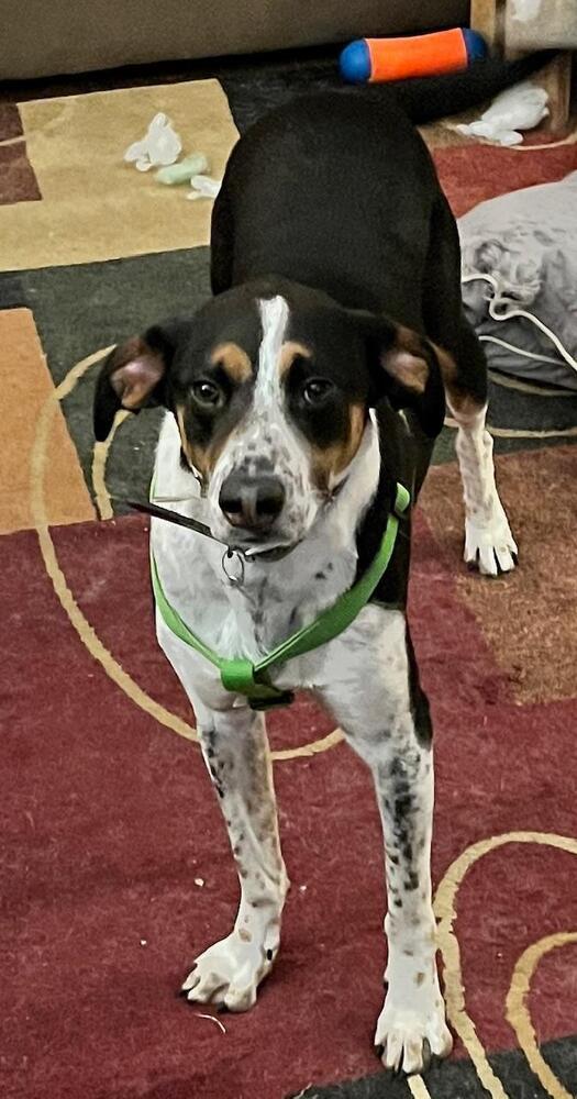 Jake - Fostered in Omaha, a Adoptable mixed breed in Shawnee Mission, KS image 4/6