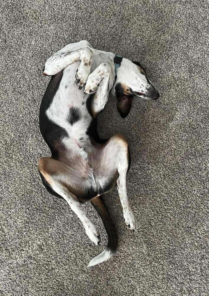 Jake - Fostered in Omaha, a Adoptable mixed breed in Shawnee Mission, KS image 6/6