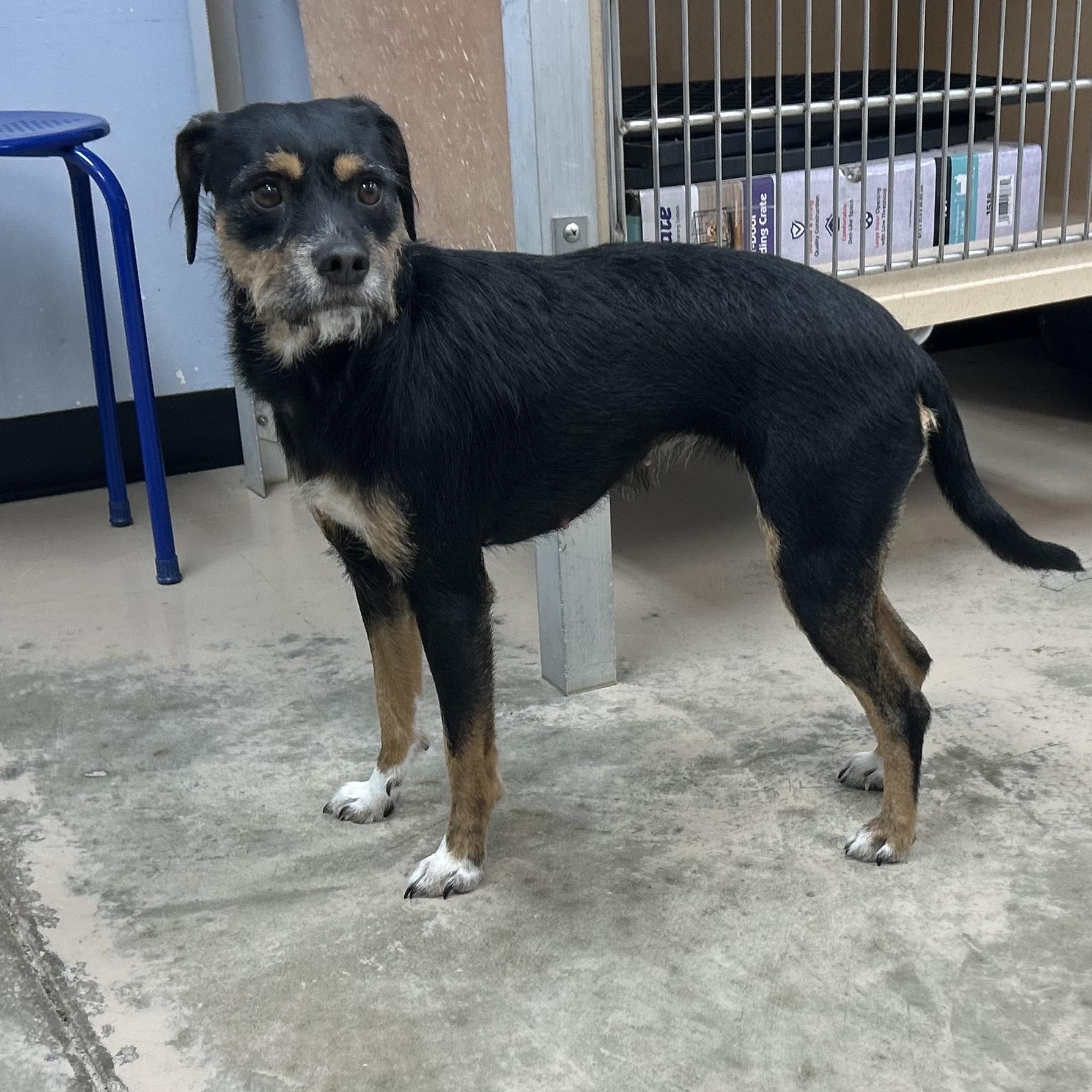 Enlarge PEPPER, an adoptable mixed breed in Wilmington, OH image 2/2