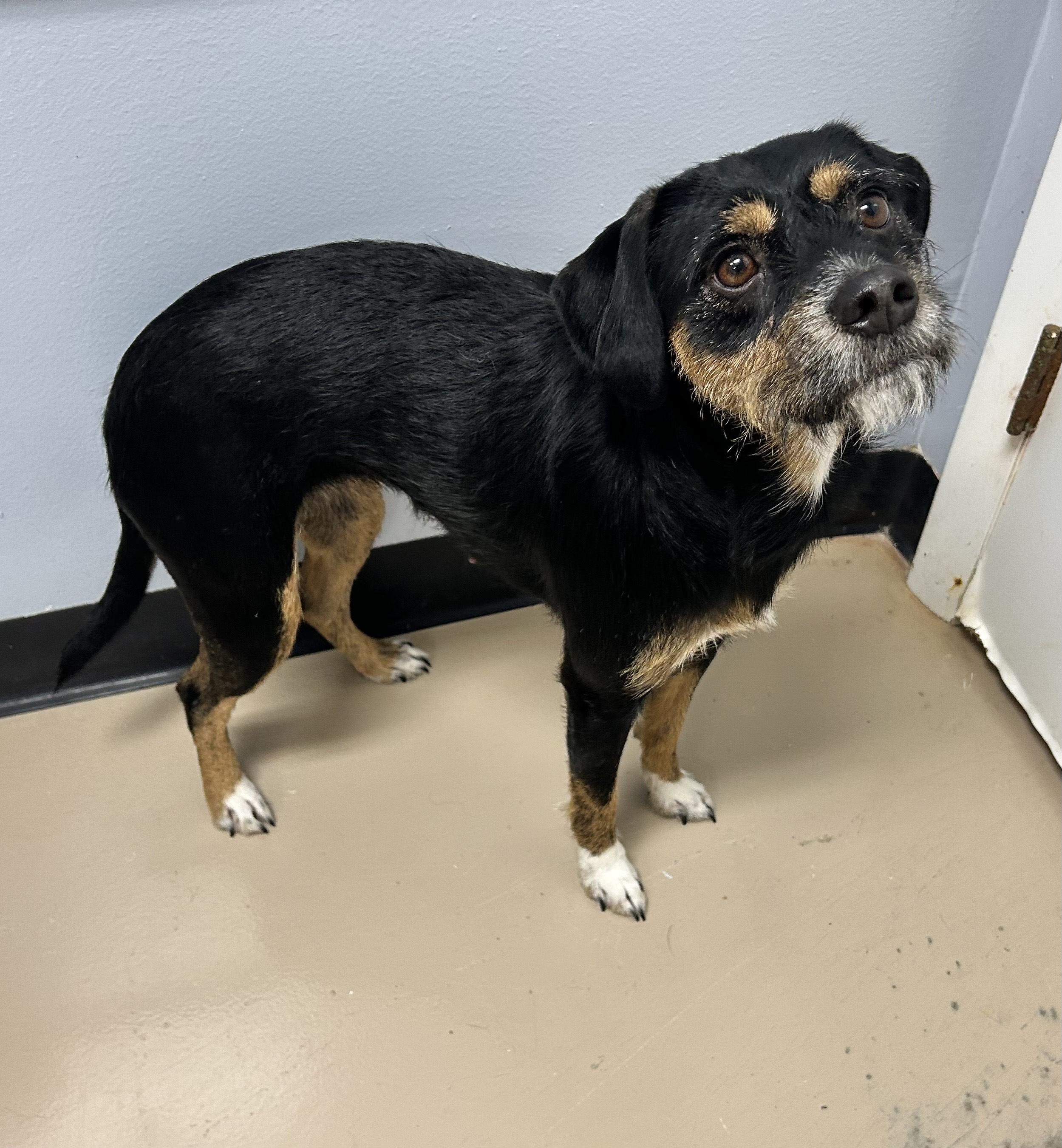 PEPPER, adoptable, Young Female Wirehaired Terrier & Terrier.