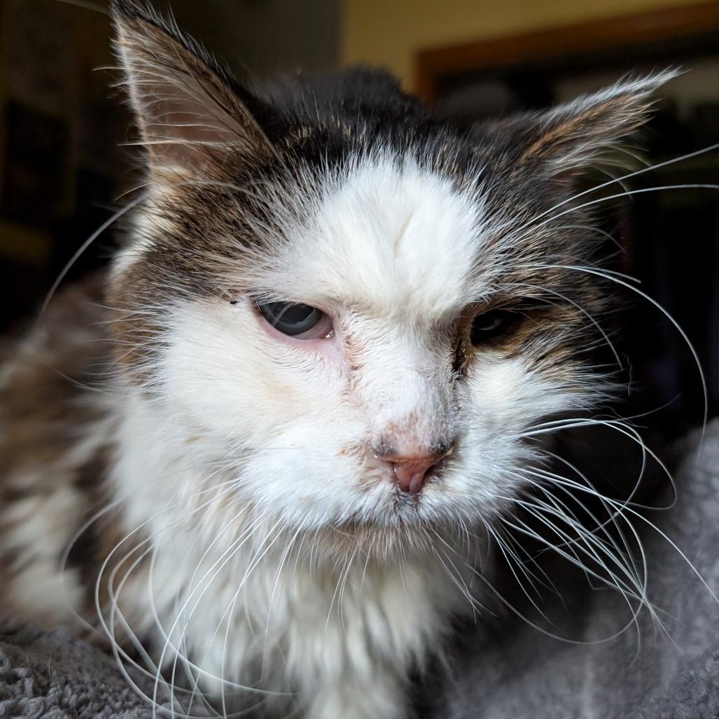Lucky Charms, Adoptable, Senior Male Domestic Long Hair.