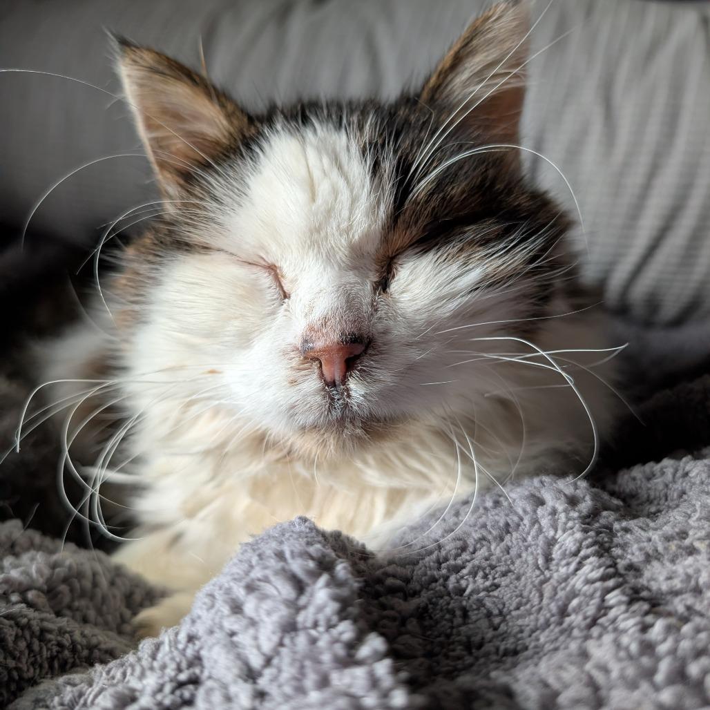 Enlarge Lucky Charms, a Adoptable Domestic Long Hair in West Des Moines, IA image 2/4