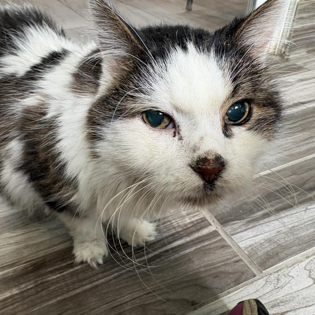 Enlarge Lucky Charms, a Adoptable Domestic Long Hair in West Des Moines, IA image 3/4