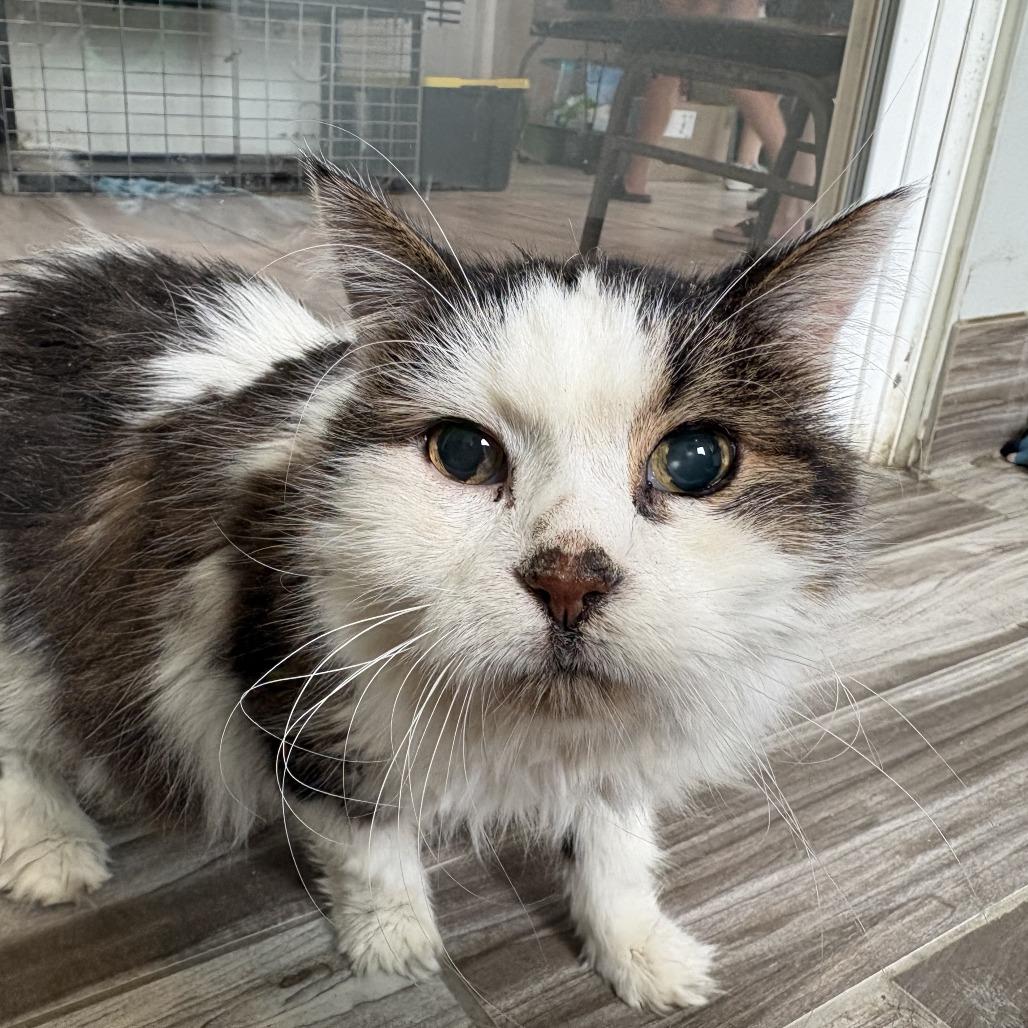 Enlarge Lucky Charms, a Adoptable Domestic Long Hair in West Des Moines, IA image 4/4