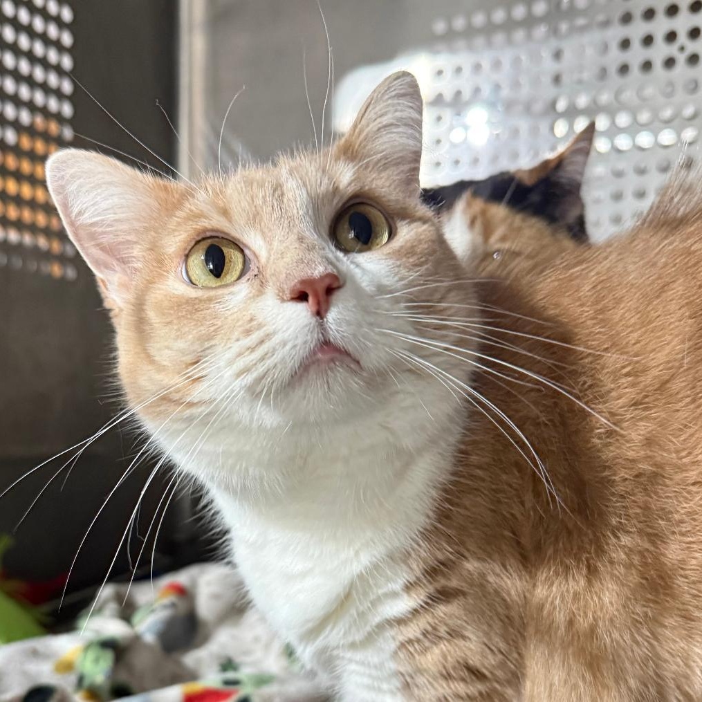 Enlarge LILY, a ADOPTABLE Domestic Short Hair in Gresham, WI image 1/1