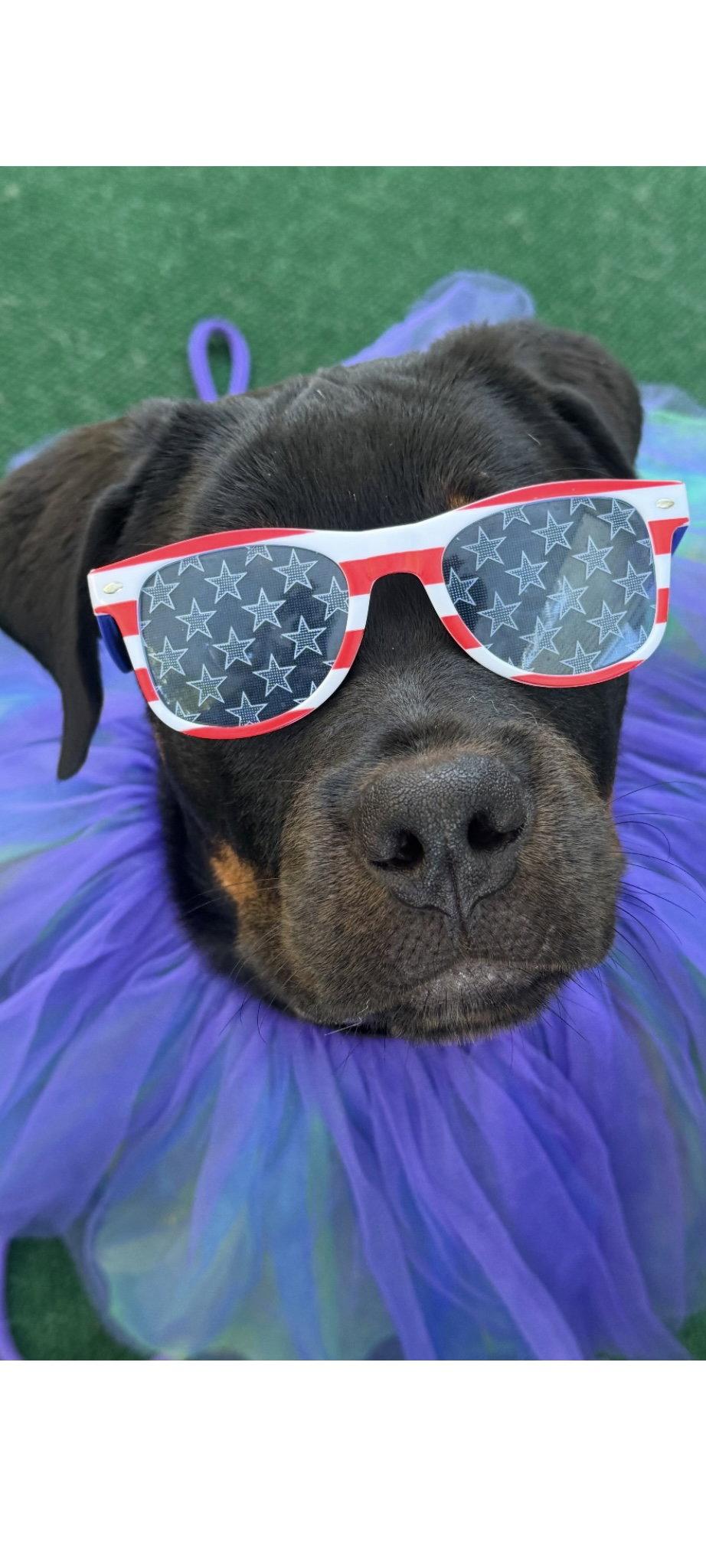 Lady Liberty, a Adoptable Rottweiler in Mooresville, NC image 2/3