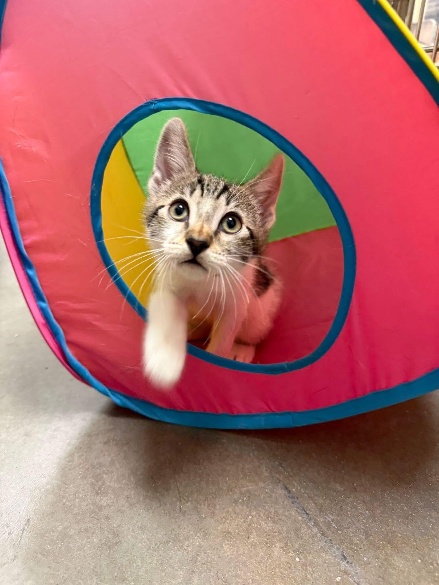 Chili, a ADOPTABLE Domestic Short Hair in Chandler, AZ image 2/6