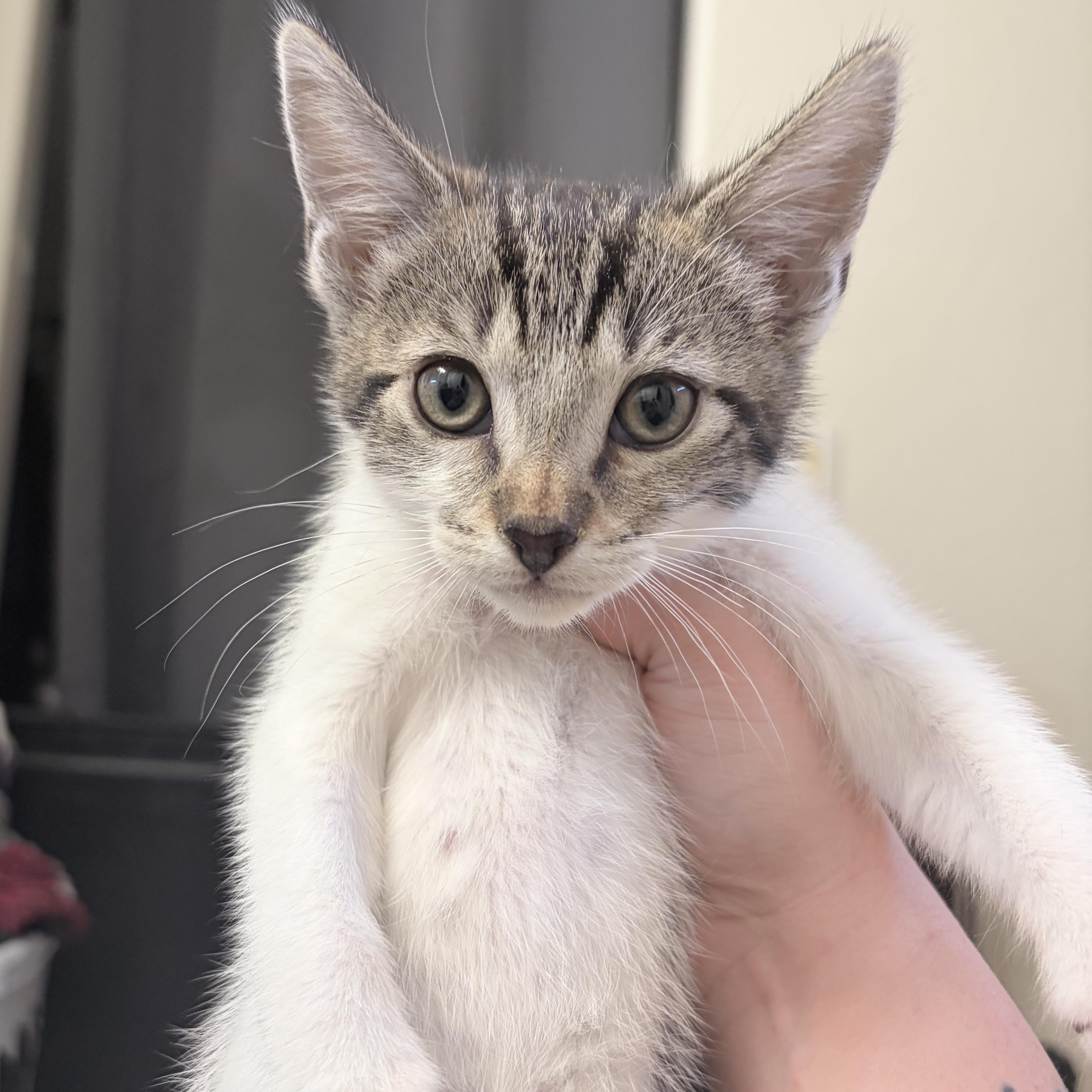 Chili, a ADOPTABLE Domestic Short Hair in Chandler, AZ image 5/6