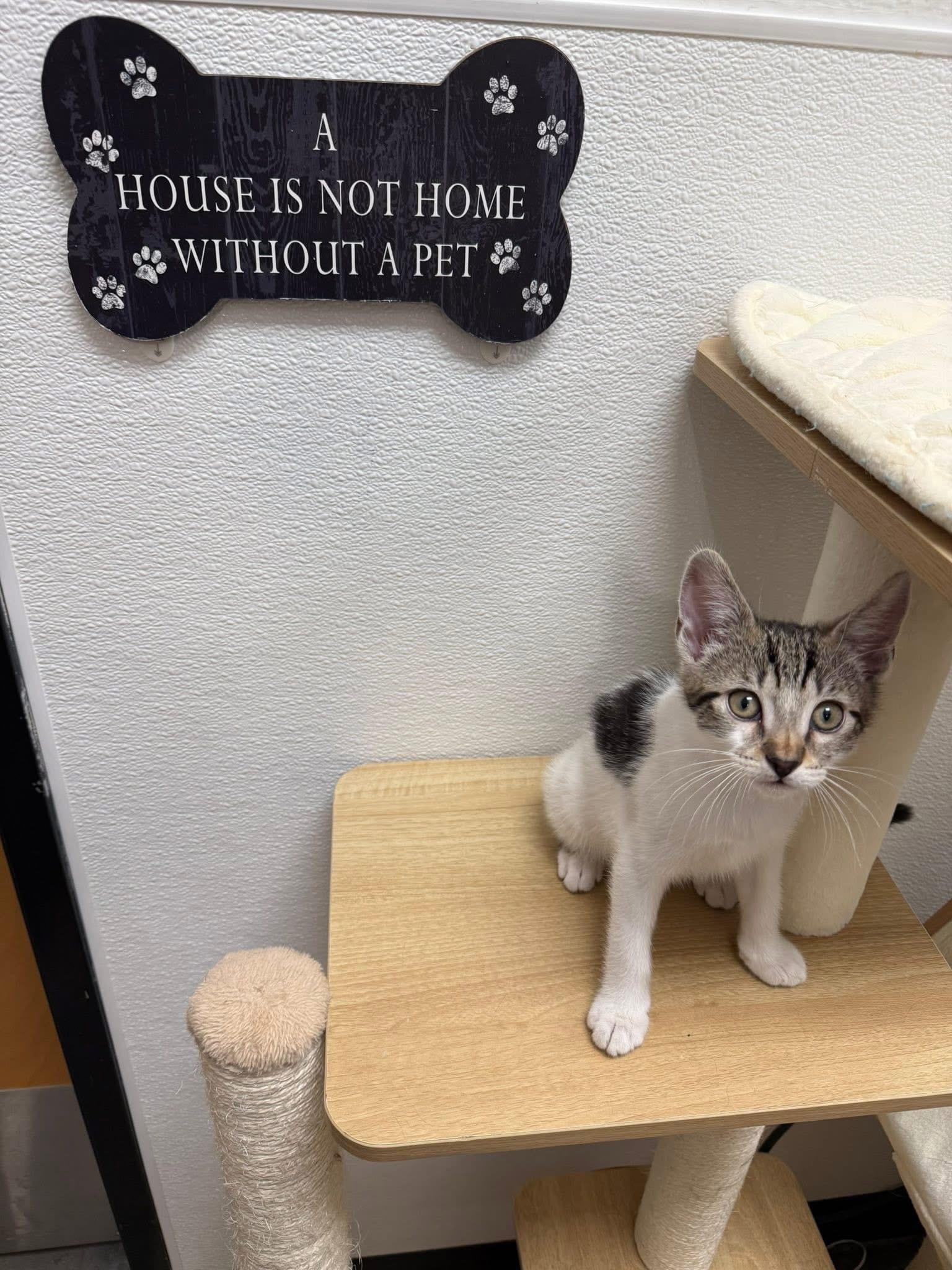 Chili, a ADOPTABLE Domestic Short Hair in Chandler, AZ image 4/6