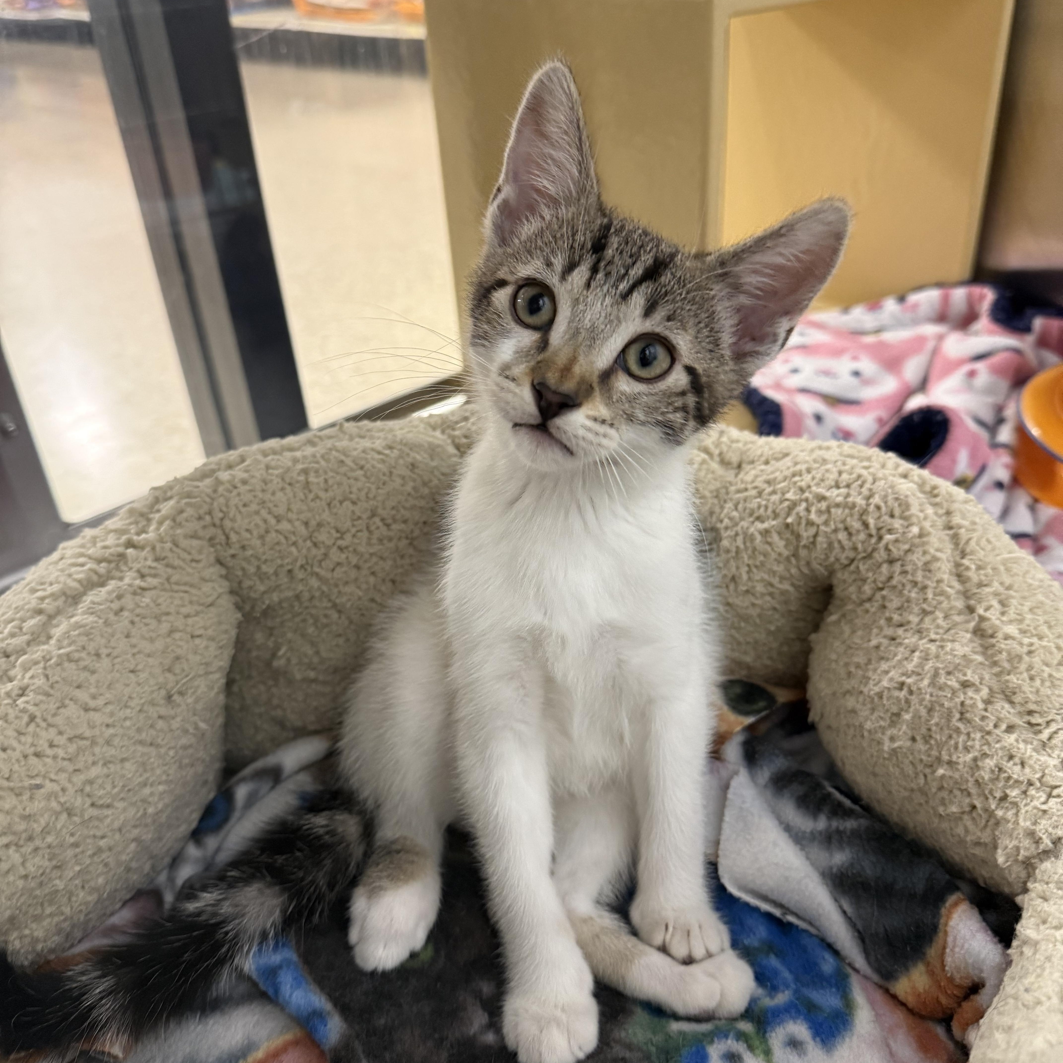 Chili, ADOPTABLE, Kitten Male Domestic Short Hair.