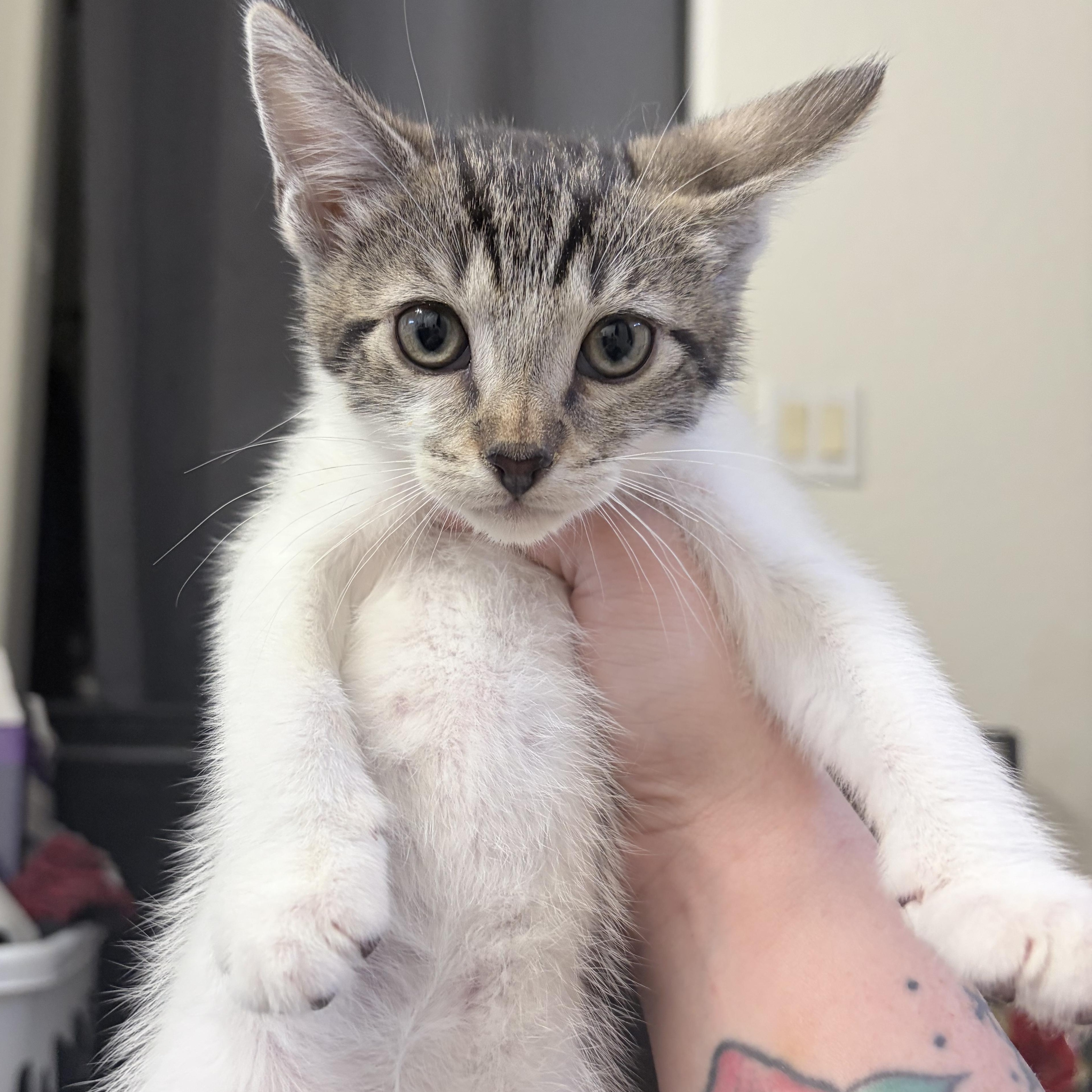 Chili, a ADOPTABLE Domestic Short Hair in Chandler, AZ image 6/6