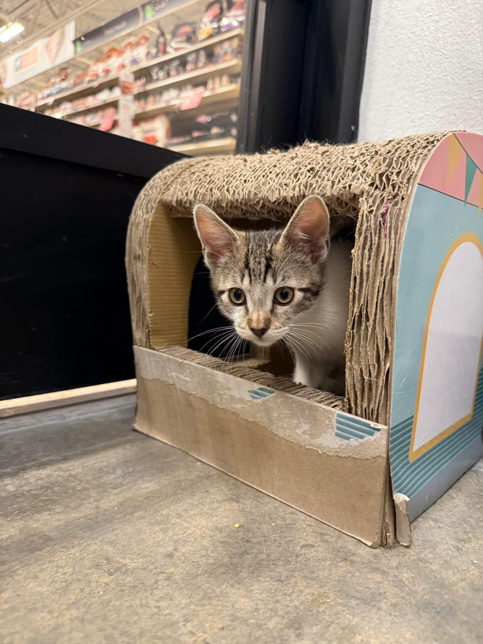 Chili, a ADOPTABLE Domestic Short Hair in Chandler, AZ image 3/6