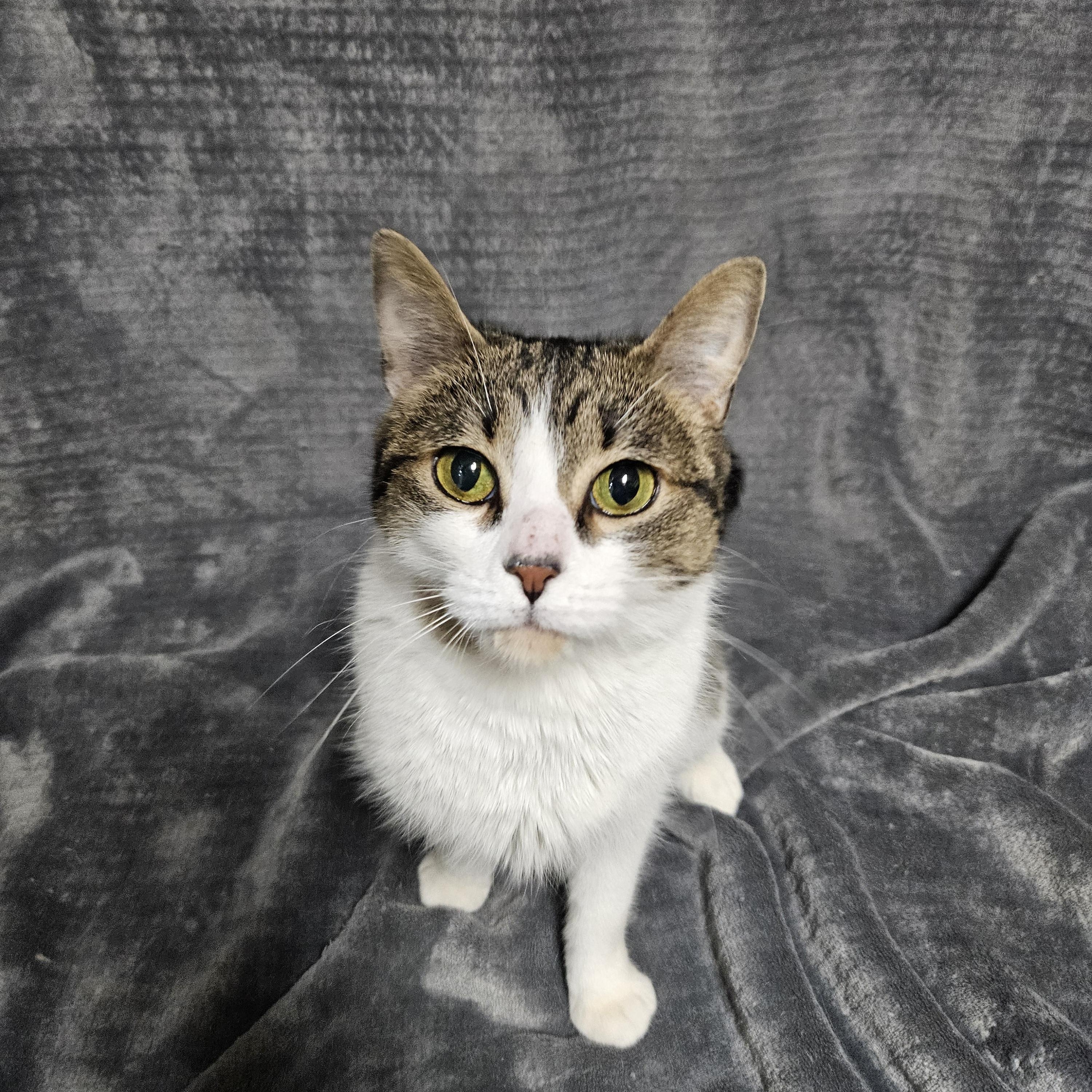 Enlarge Cricket, an adopted Domestic Short Hair in Antioch, IL image 1/4