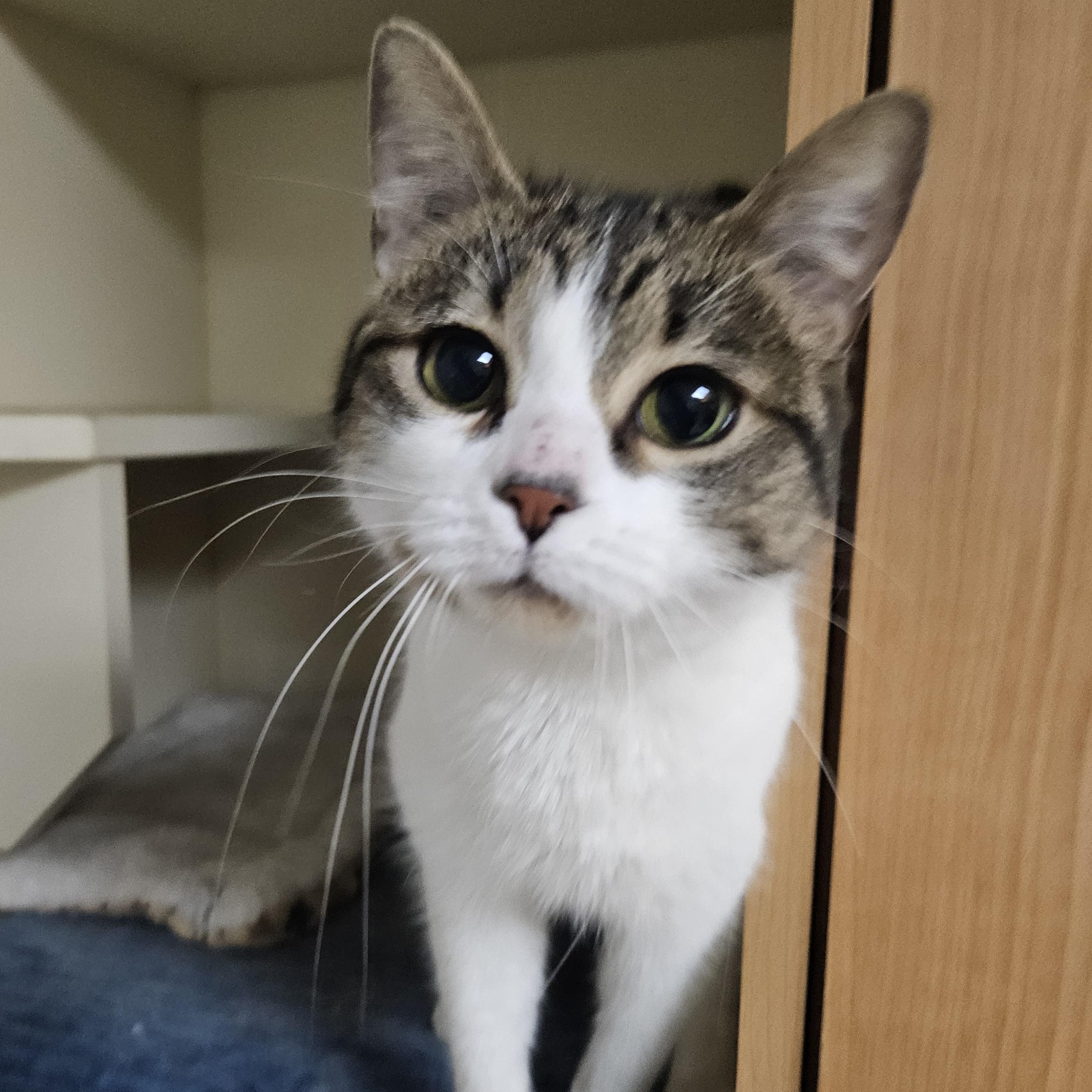 Enlarge Cricket, an adopted Domestic Short Hair in Antioch, IL image 2/4