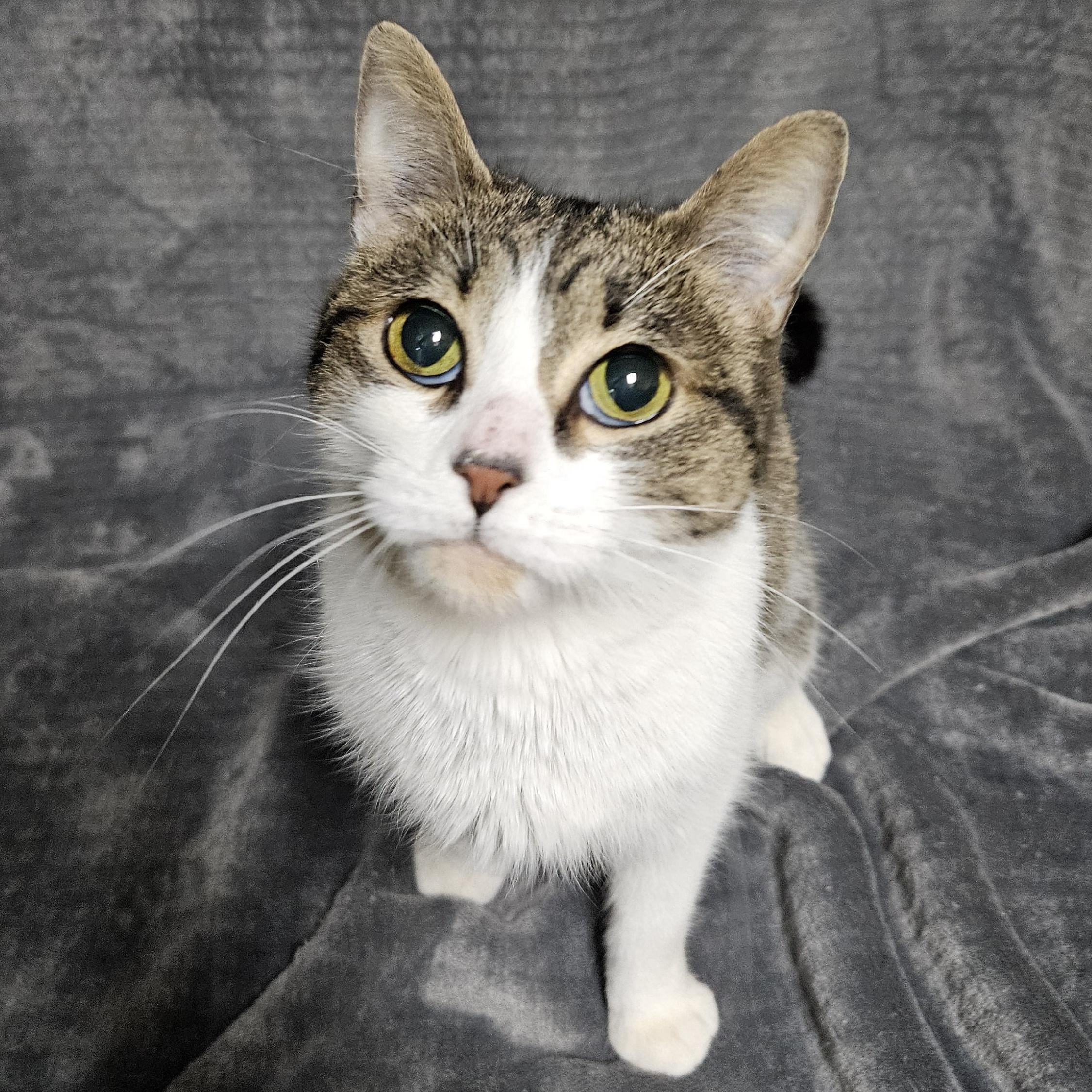 Enlarge Cricket, an adopted Domestic Short Hair in Antioch, IL image 4/4