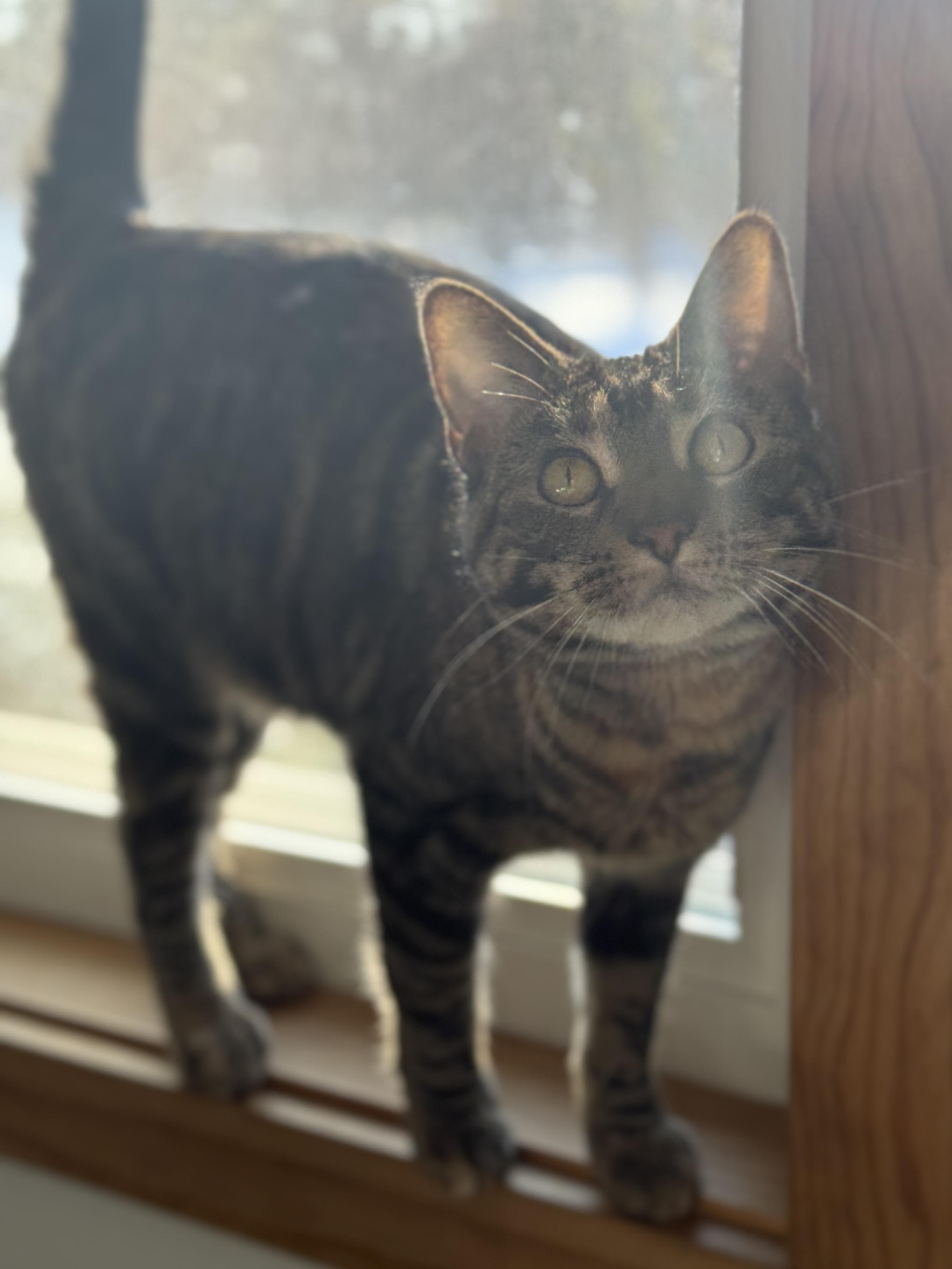 Enlarge Elizabeth Josephine, a ADOPTABLE mixed breed in Wautoma, WI image 4/4