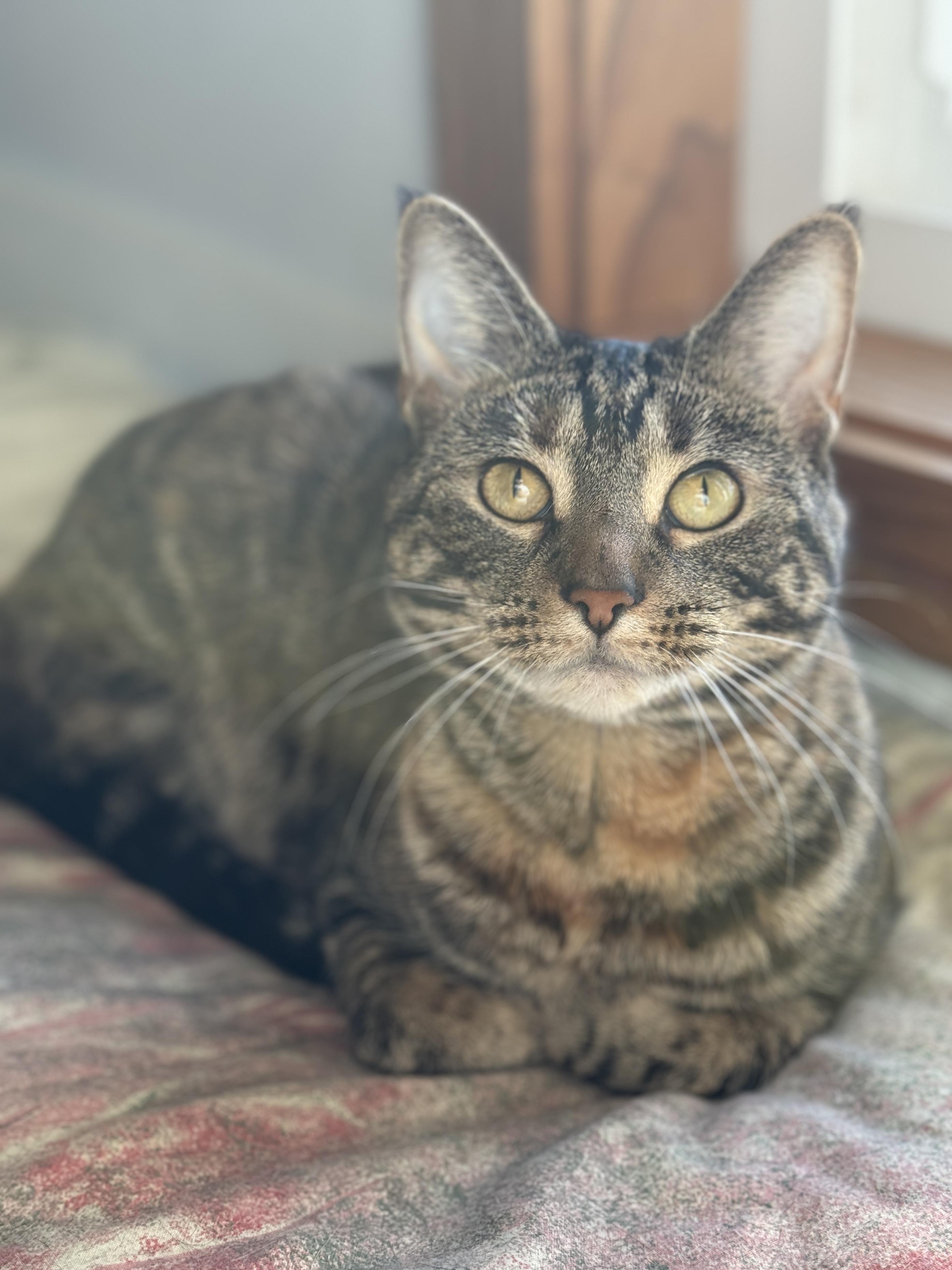 Elizabeth Josephine, ADOPTABLE, Adult Female Domestic Short Hair.