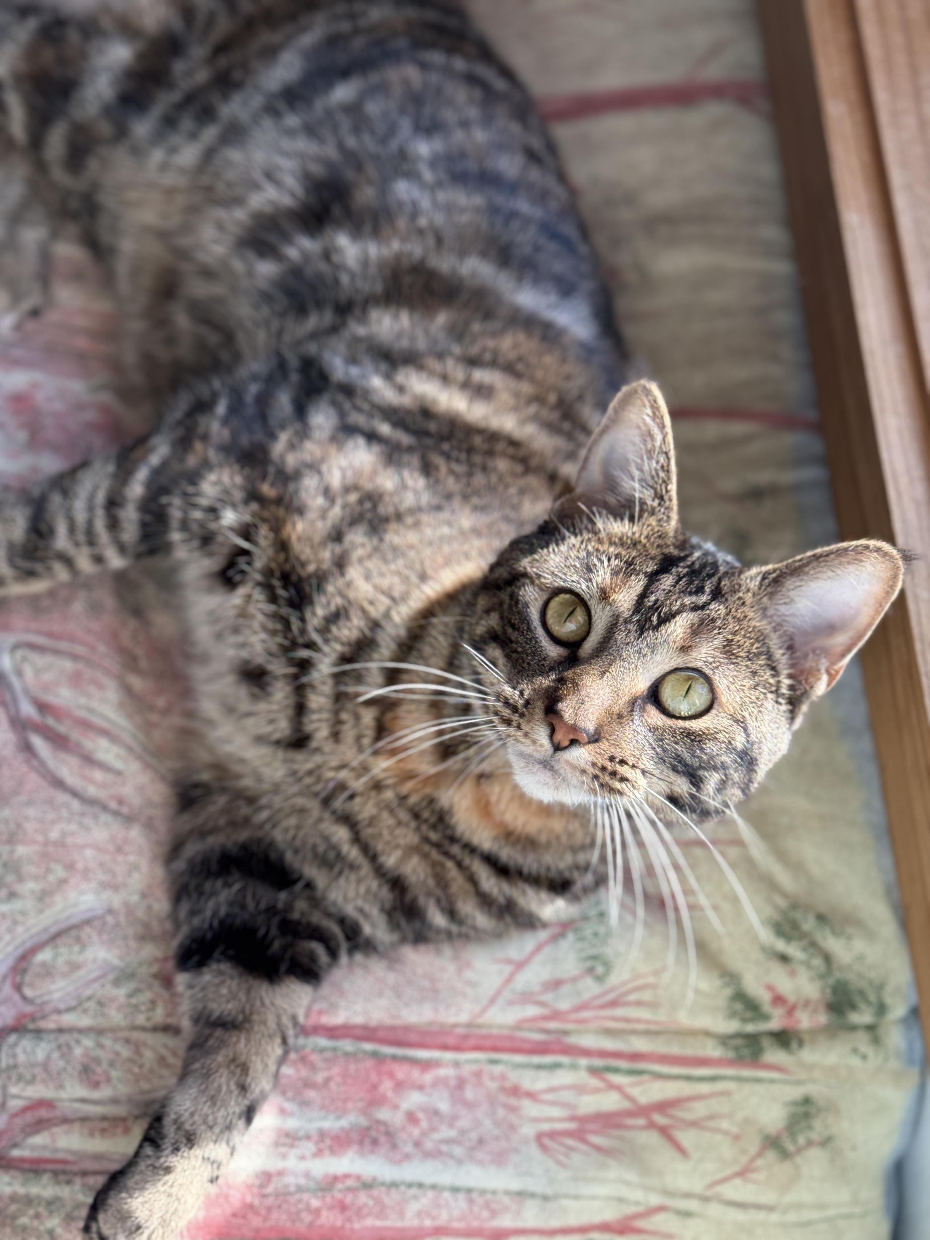 Enlarge Elizabeth Josephine, a ADOPTABLE mixed breed in Wautoma, WI image 2/4