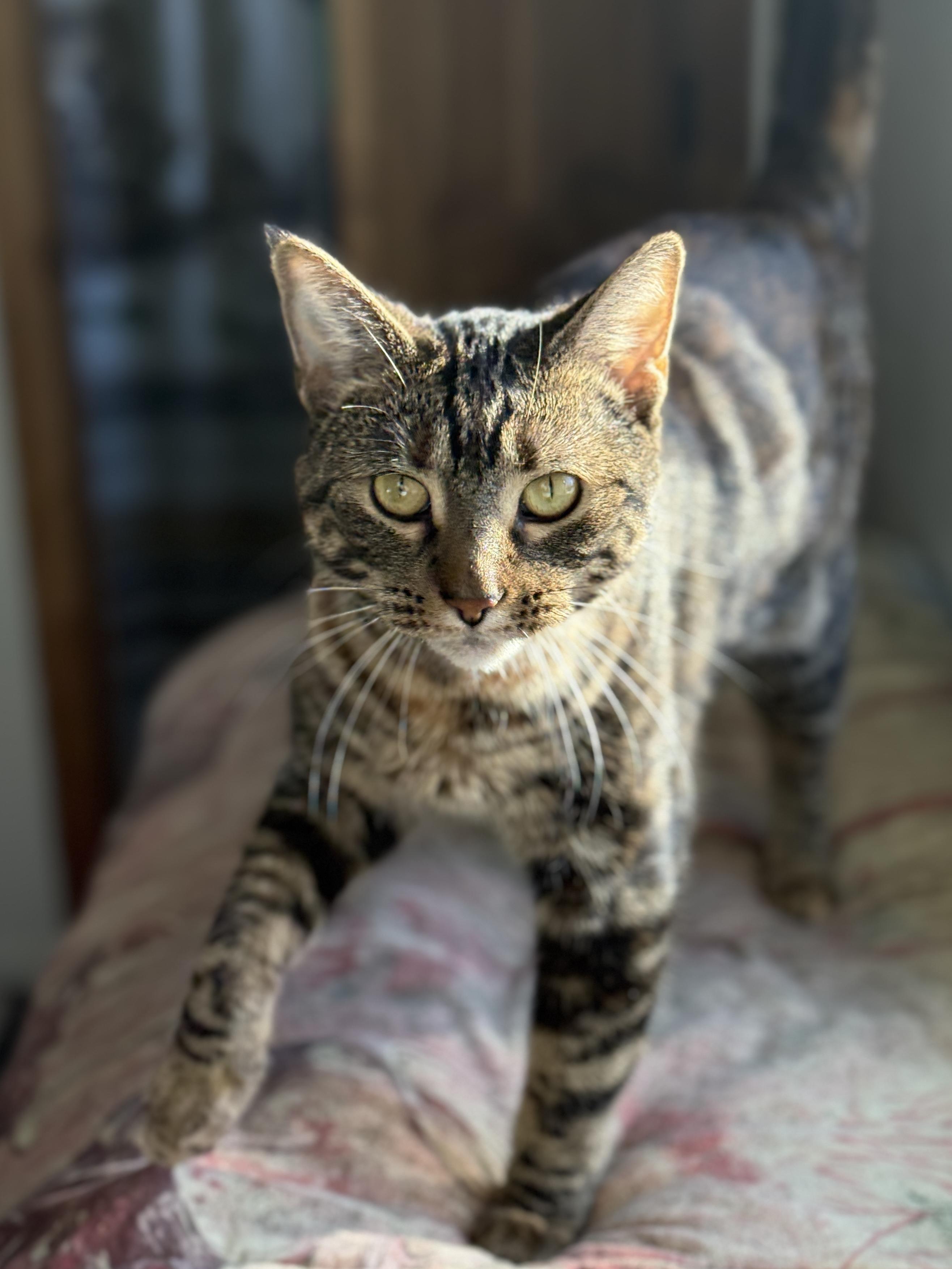 Enlarge Elizabeth Josephine, a ADOPTABLE mixed breed in Wautoma, WI image 3/4