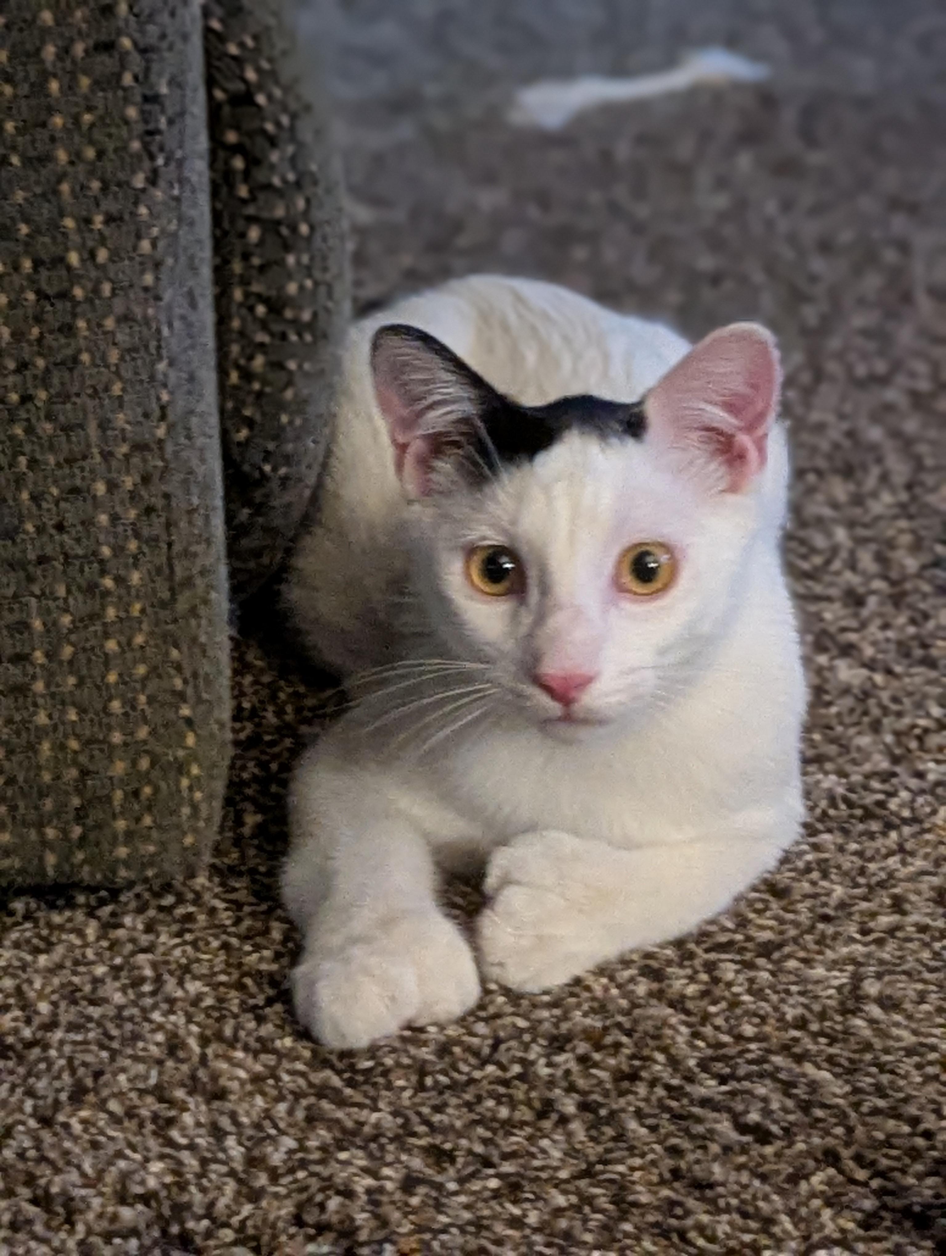 Abner, ADOPTABLE, Kitten Male Extra-Toes Cat / Hemingway Polydactyl.