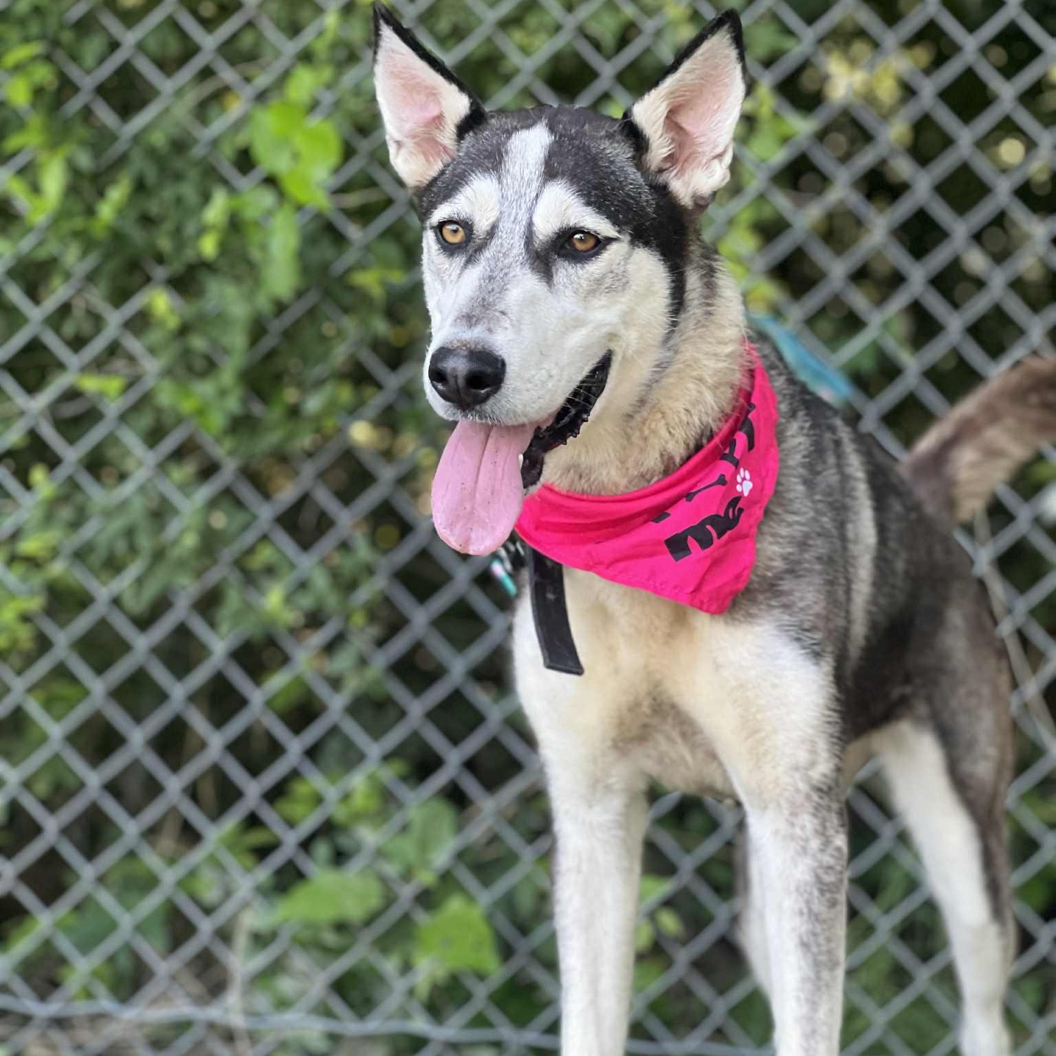 Star, a Adoptable mixed breed in Madisonville, TX image 4/6