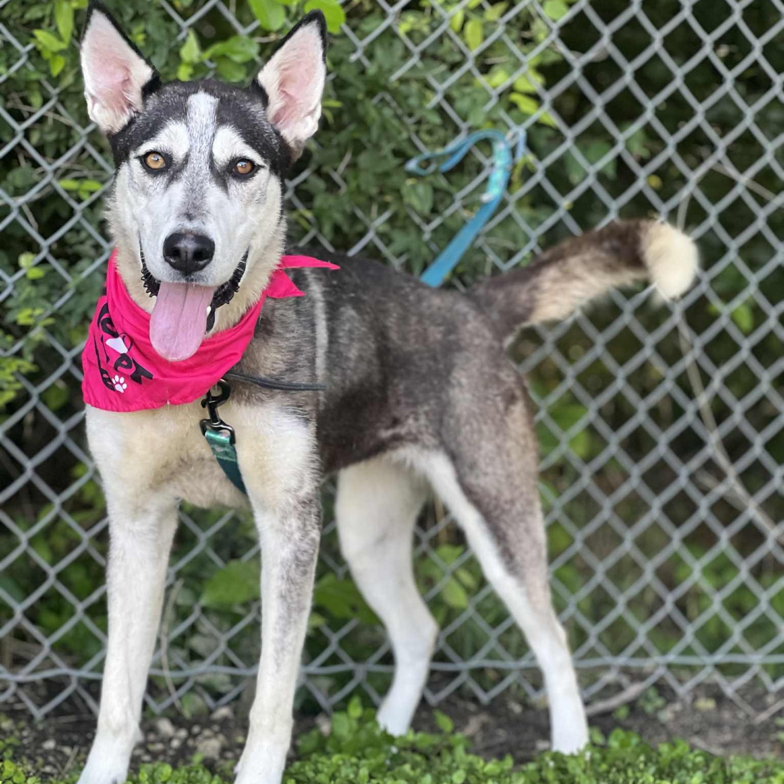 Star, a Adoptable mixed breed in Madisonville, TX image 6/6