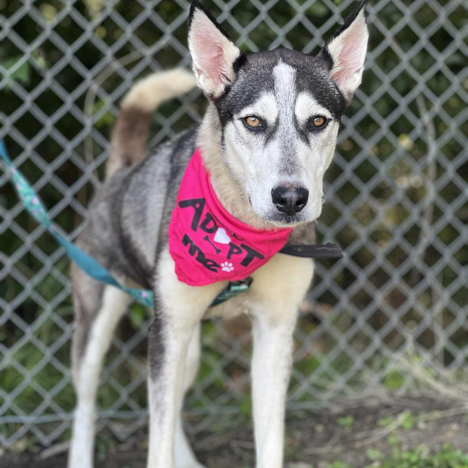 Star, a Adoptable mixed breed in Madisonville, TX image 5/6