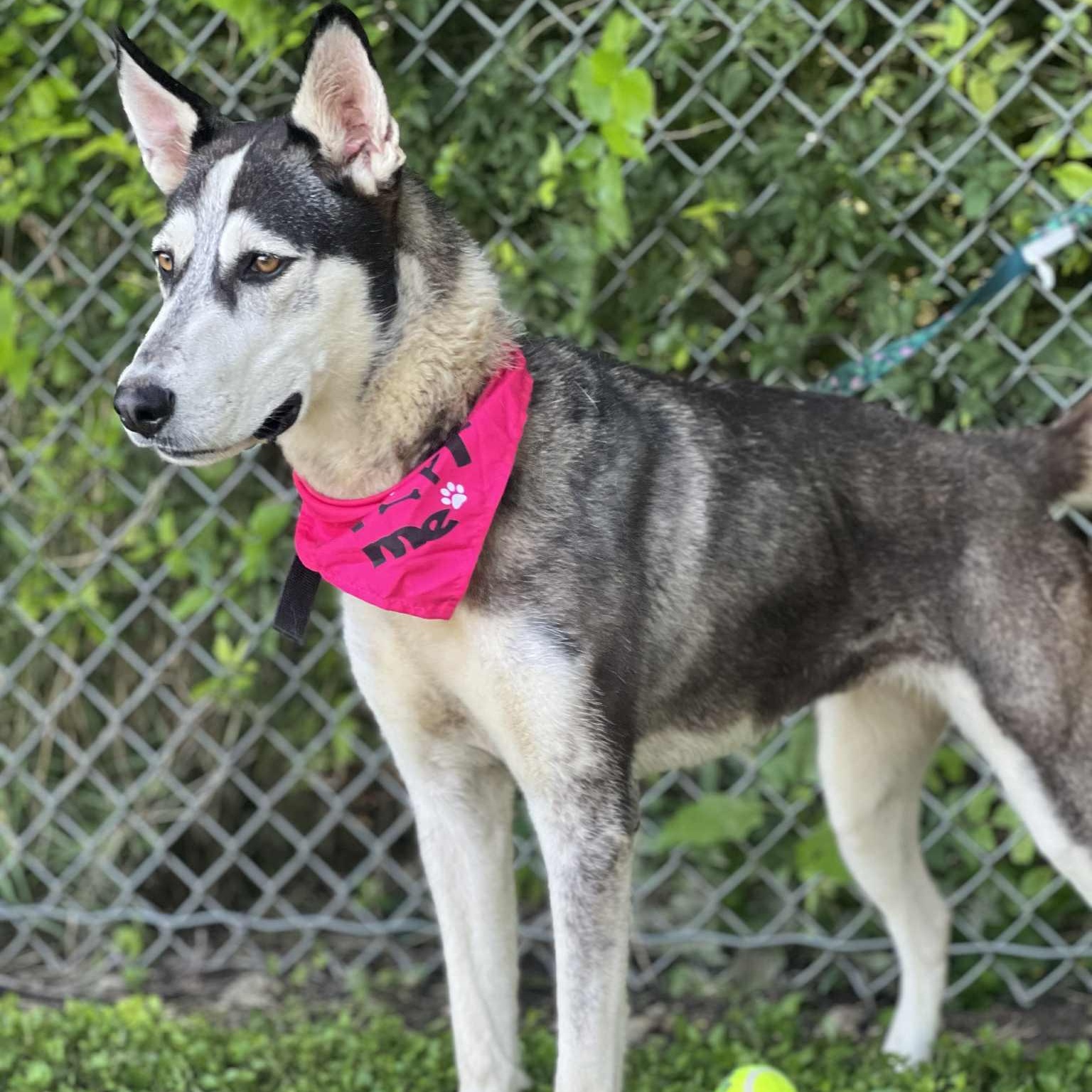 Star, Adult Female Siberian Husky