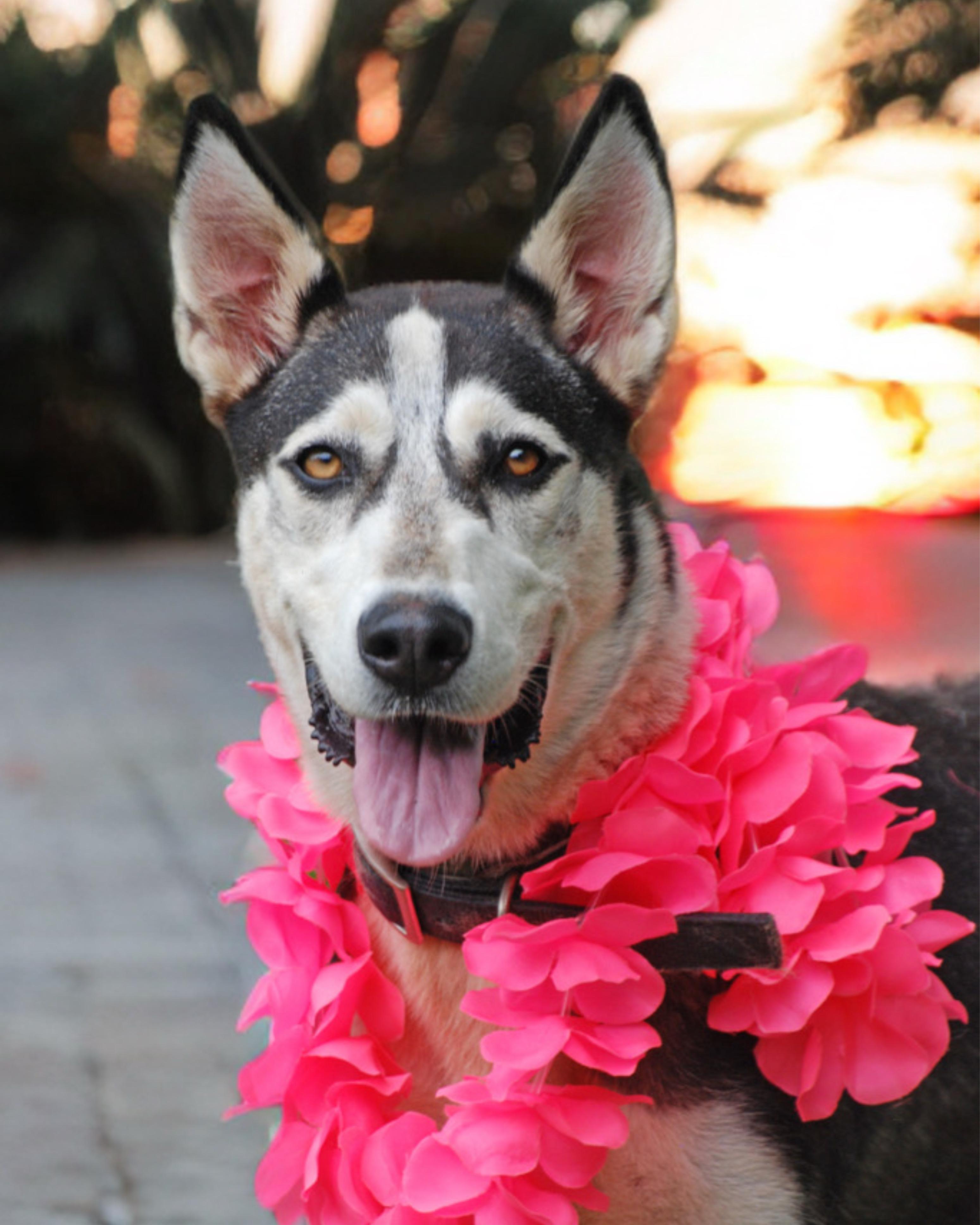 Star, a Adoptable mixed breed in Madisonville, TX image 1/6