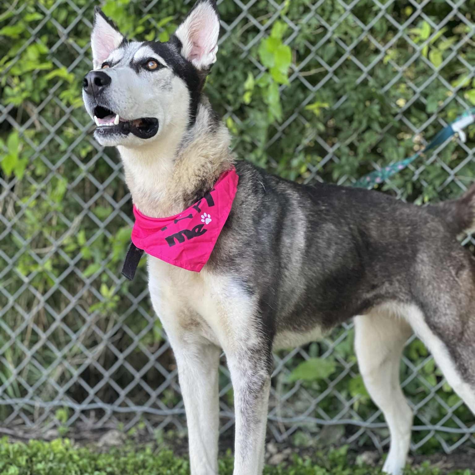 Star, a Adoptable mixed breed in Madisonville, TX image 3/6