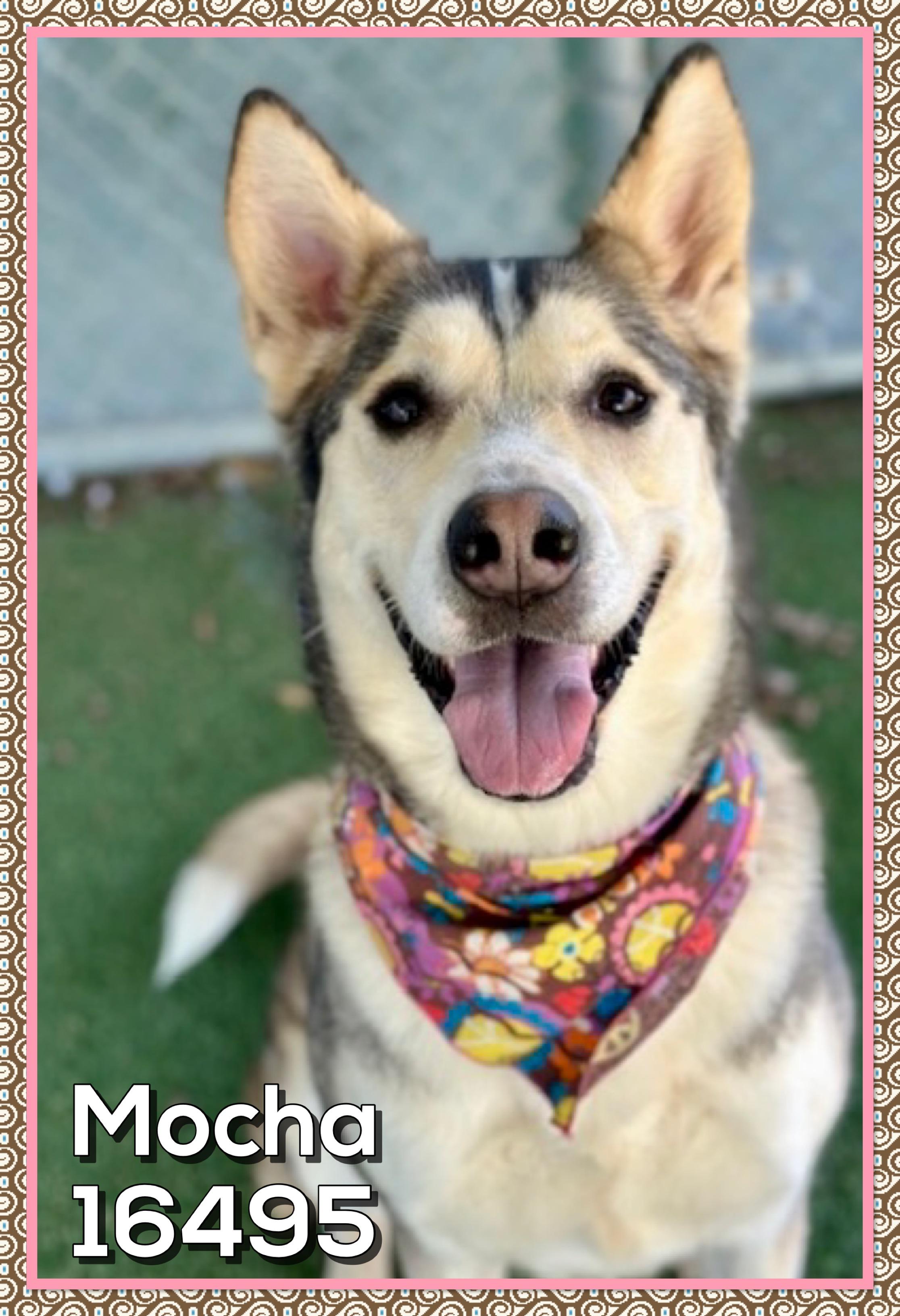 Enlarge MOCHA (reclaimed), an adopted mixed breed in Marietta, GA image 1/4