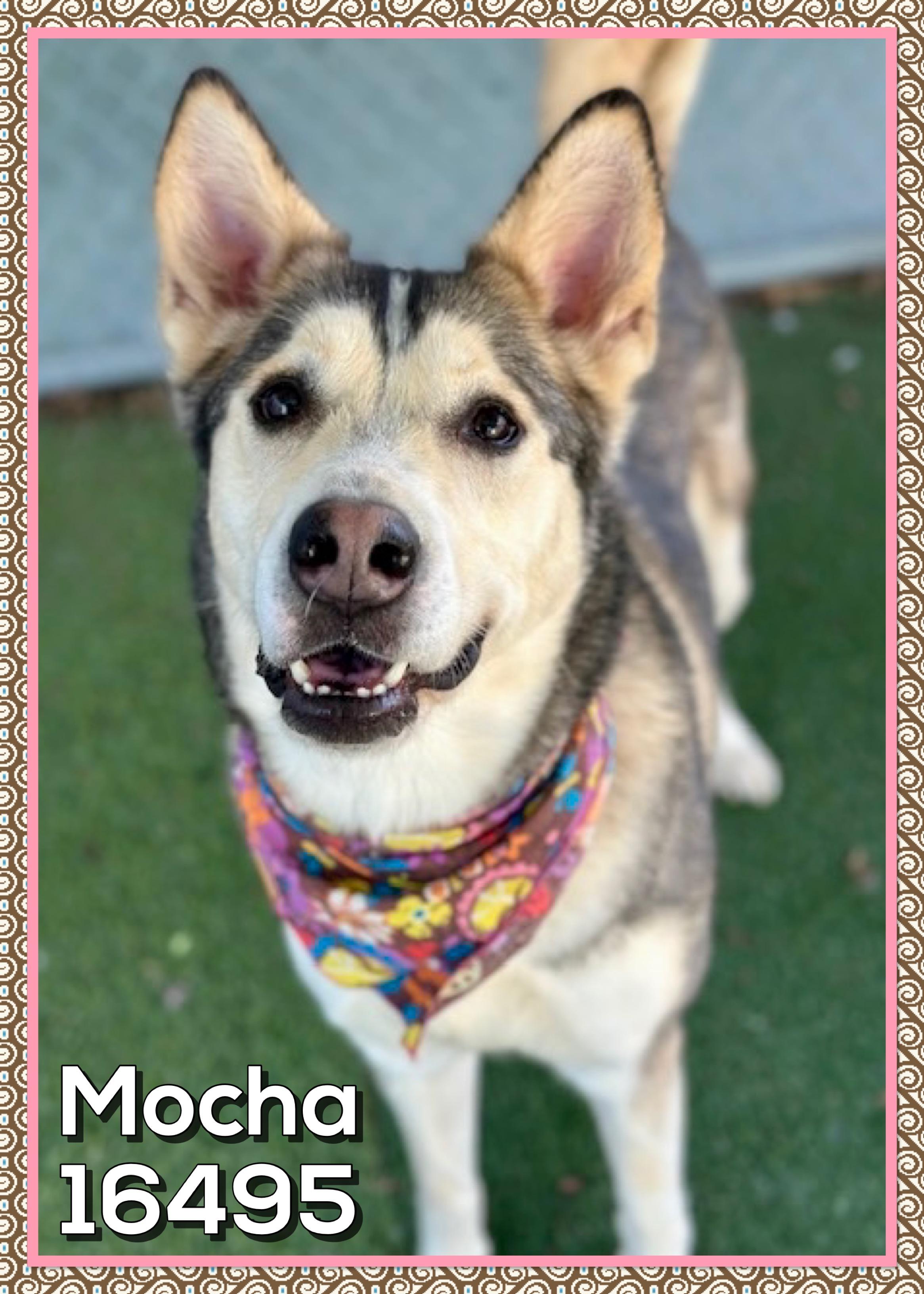 Enlarge MOCHA (reclaimed), an adopted mixed breed in Marietta, GA image 2/4